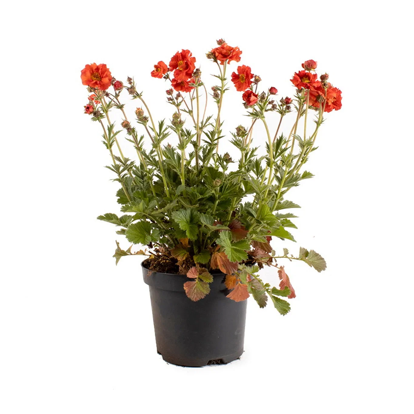 Nejlikrot SCARLET TEMPEST