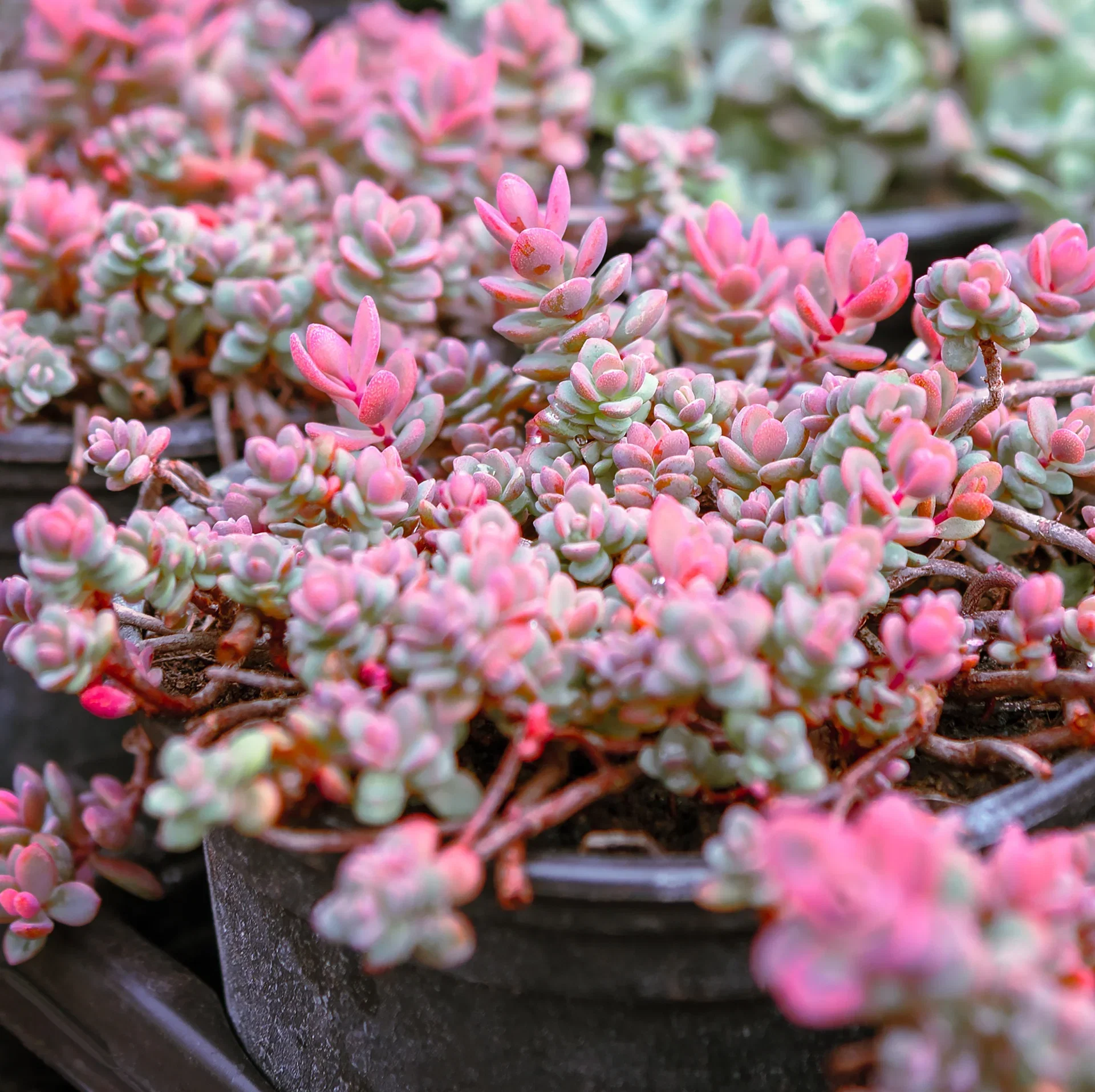 Liten kärleksört 'Lidakense'