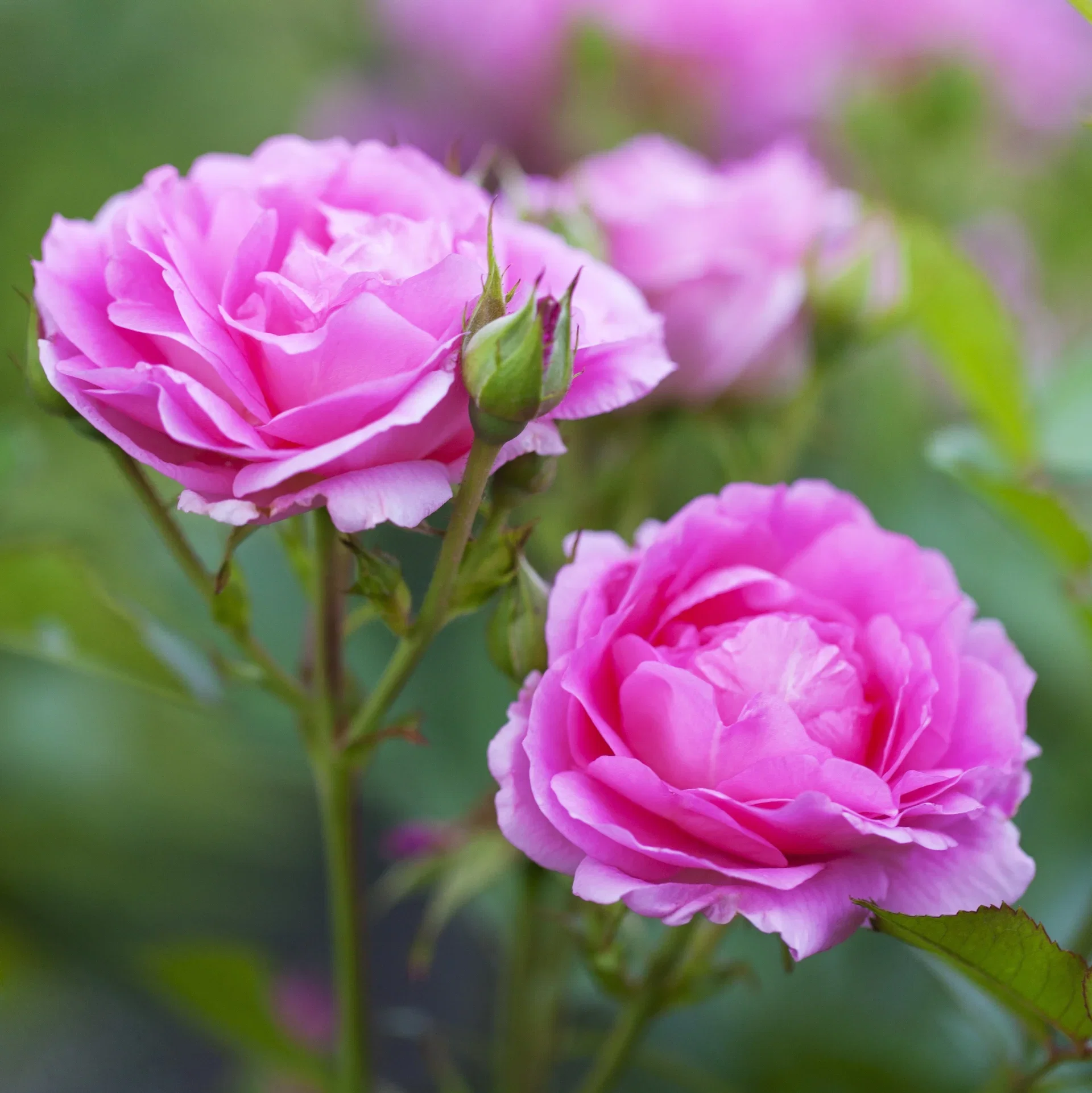 Rosa 'Morden Centennial' 3L