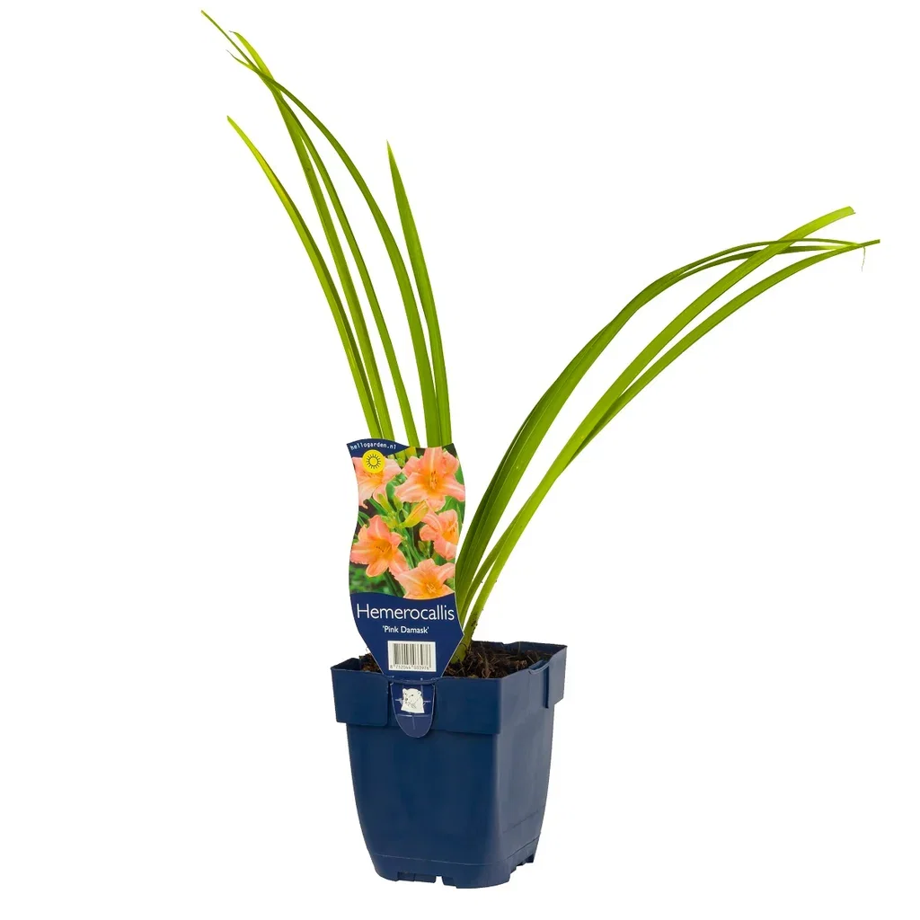 Hemerocallis 'Pink Damask'