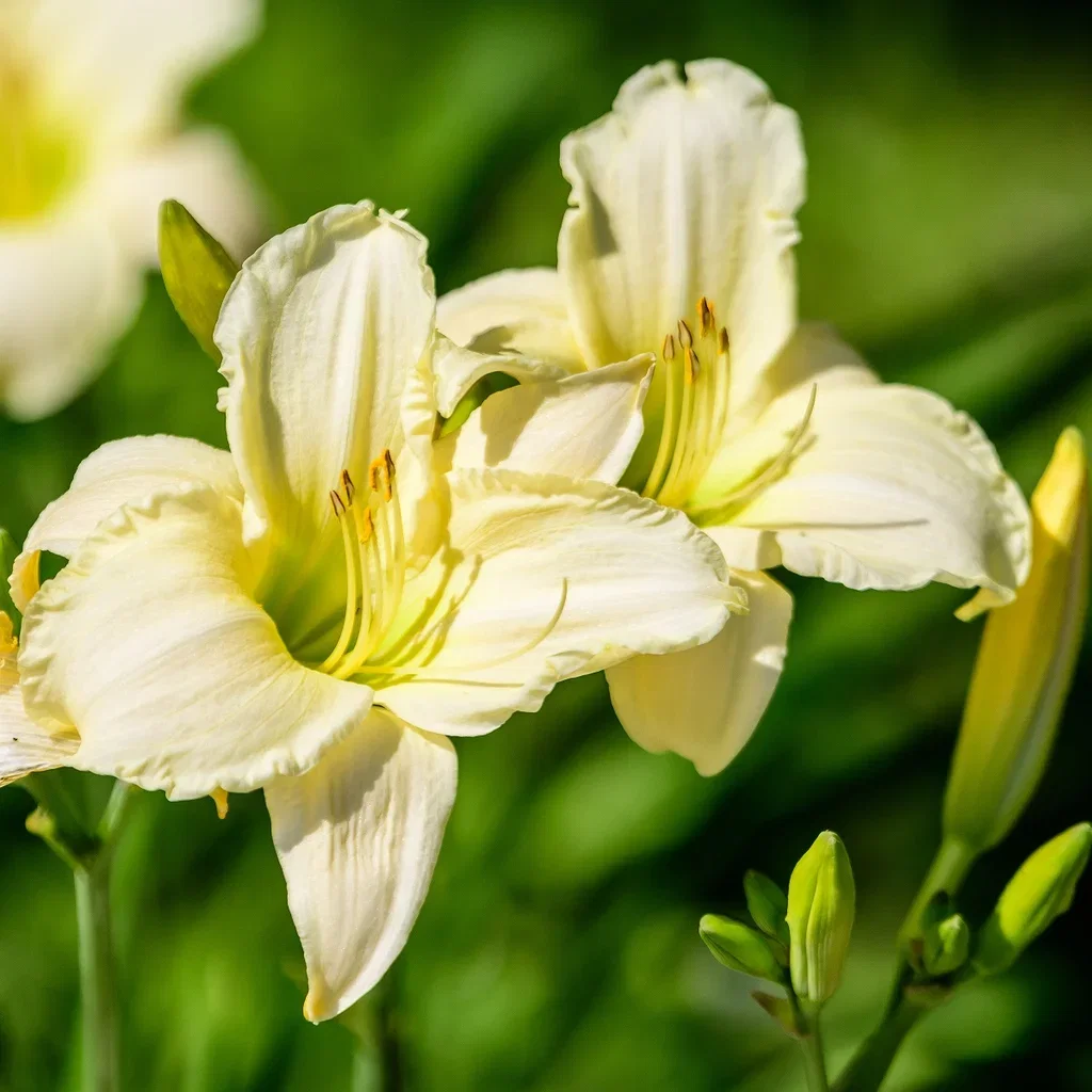Daglilja 'Arctic Snow'