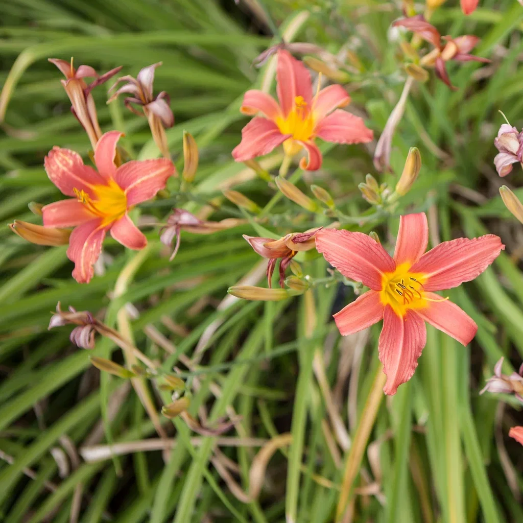 Hemerocallis 'Pink Damask'