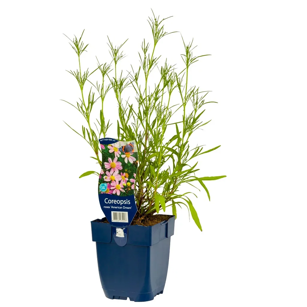 Coreopsis rosea 'American Dream'