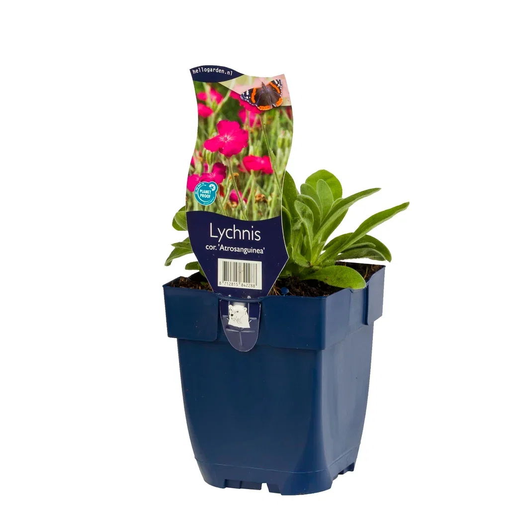 Purpurklätt 'Atrosanguinea'