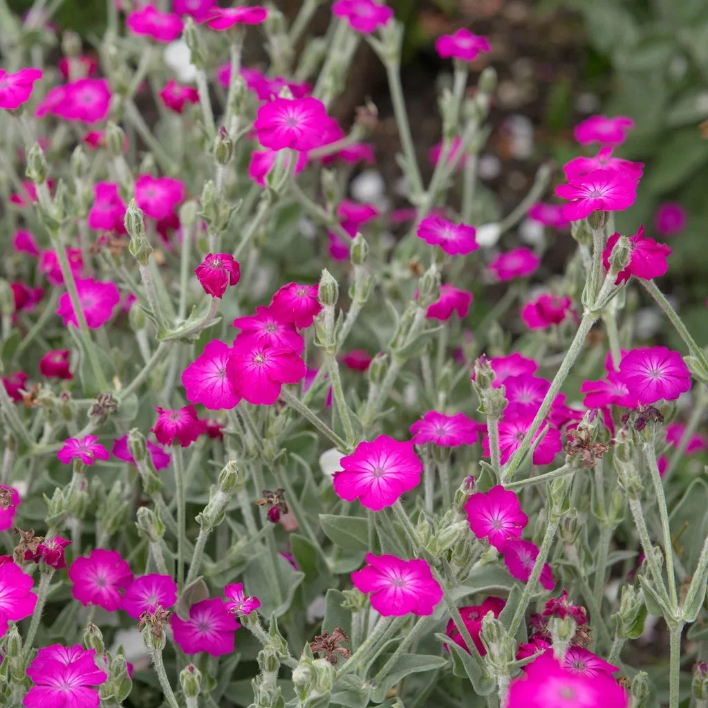 Purpurklätt 'Atrosanguinea'