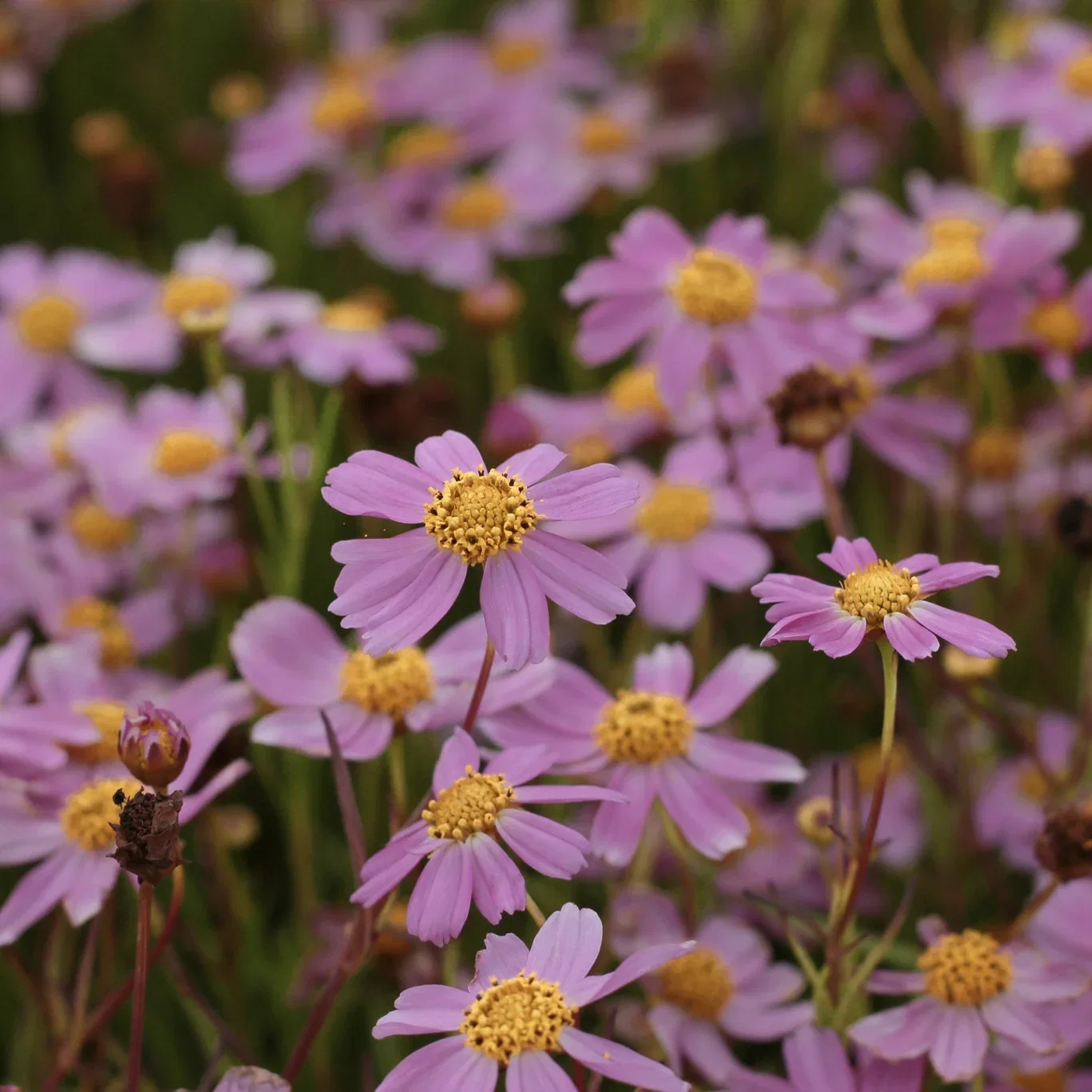 Coreopsis rosea 'American Dream'