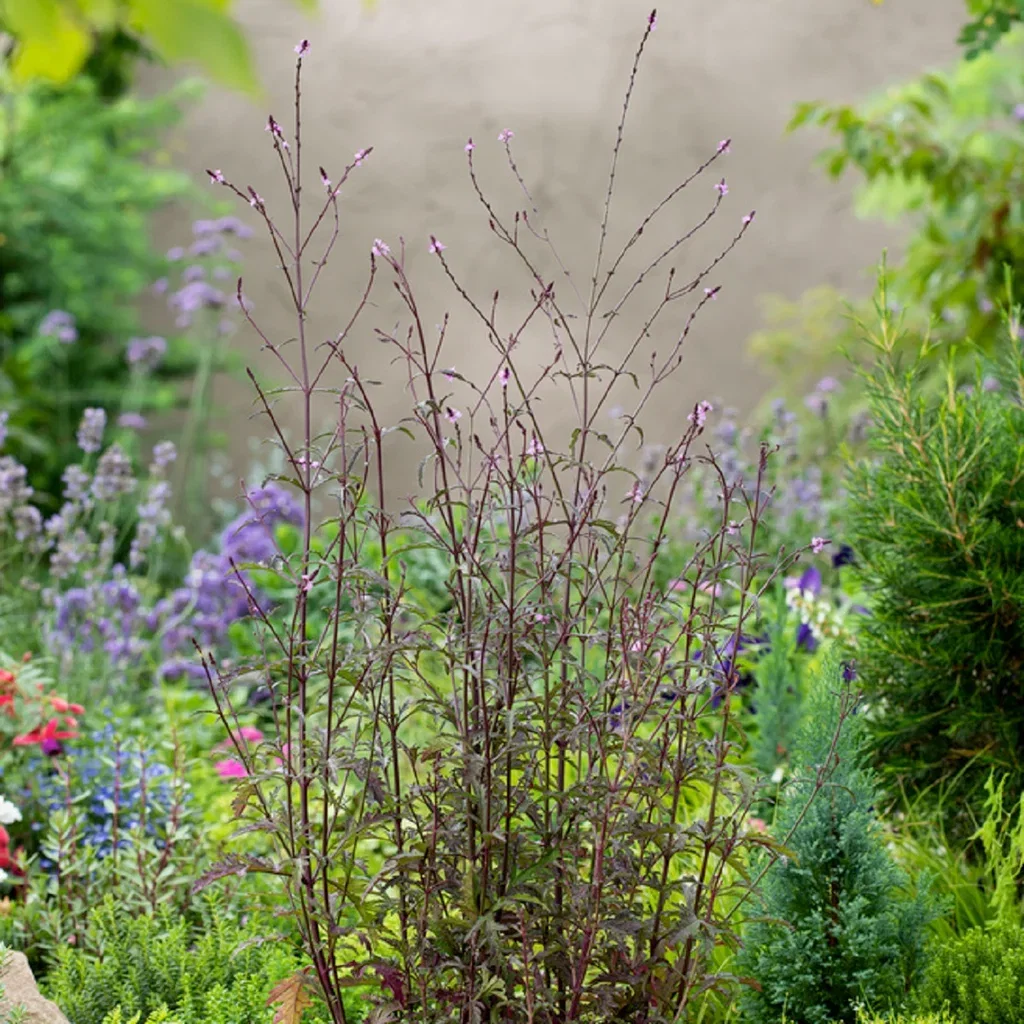 Verbena 'Bampton'
