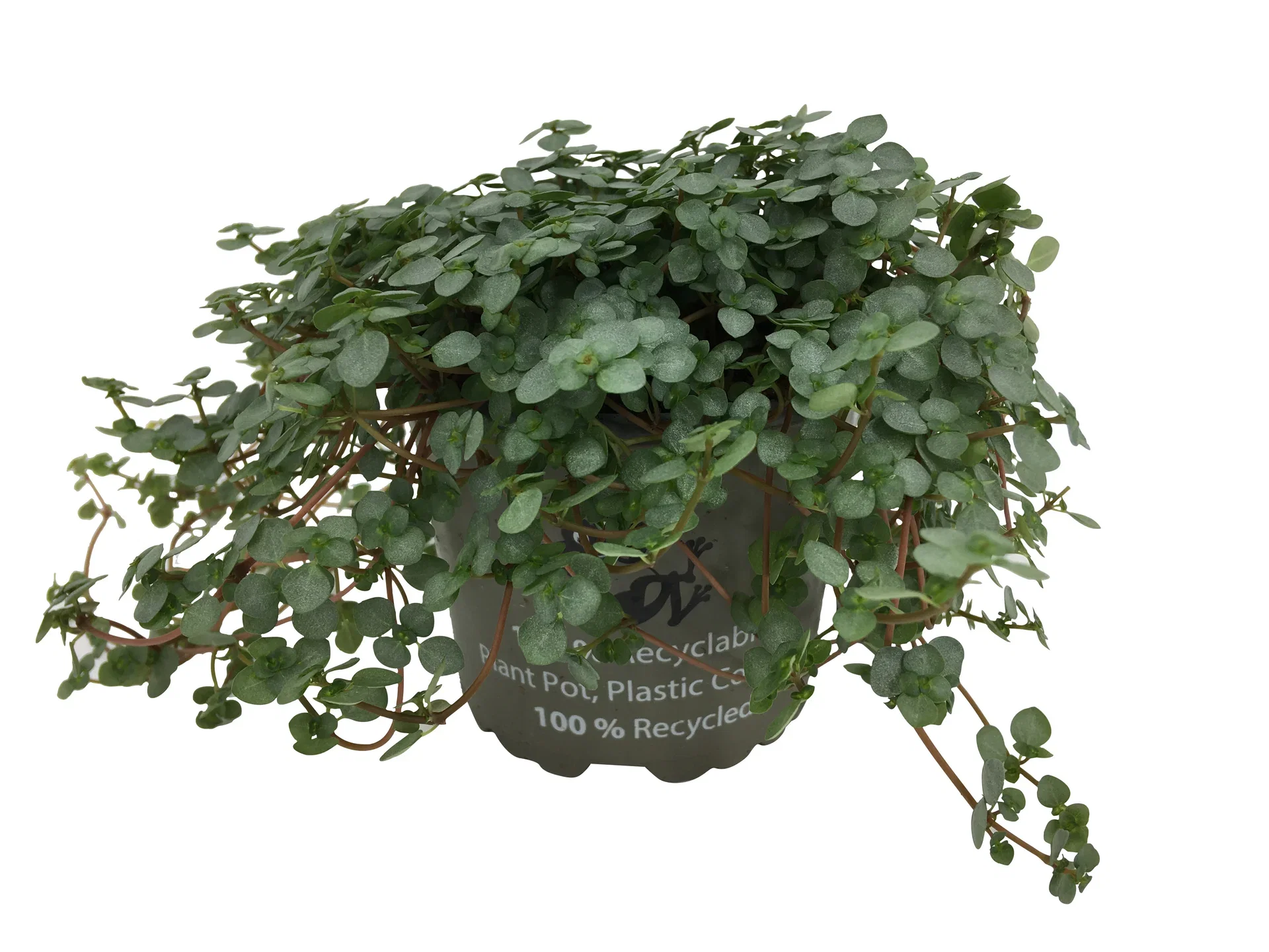 Pilea glauca 'Greyzy' 10,5 cm
