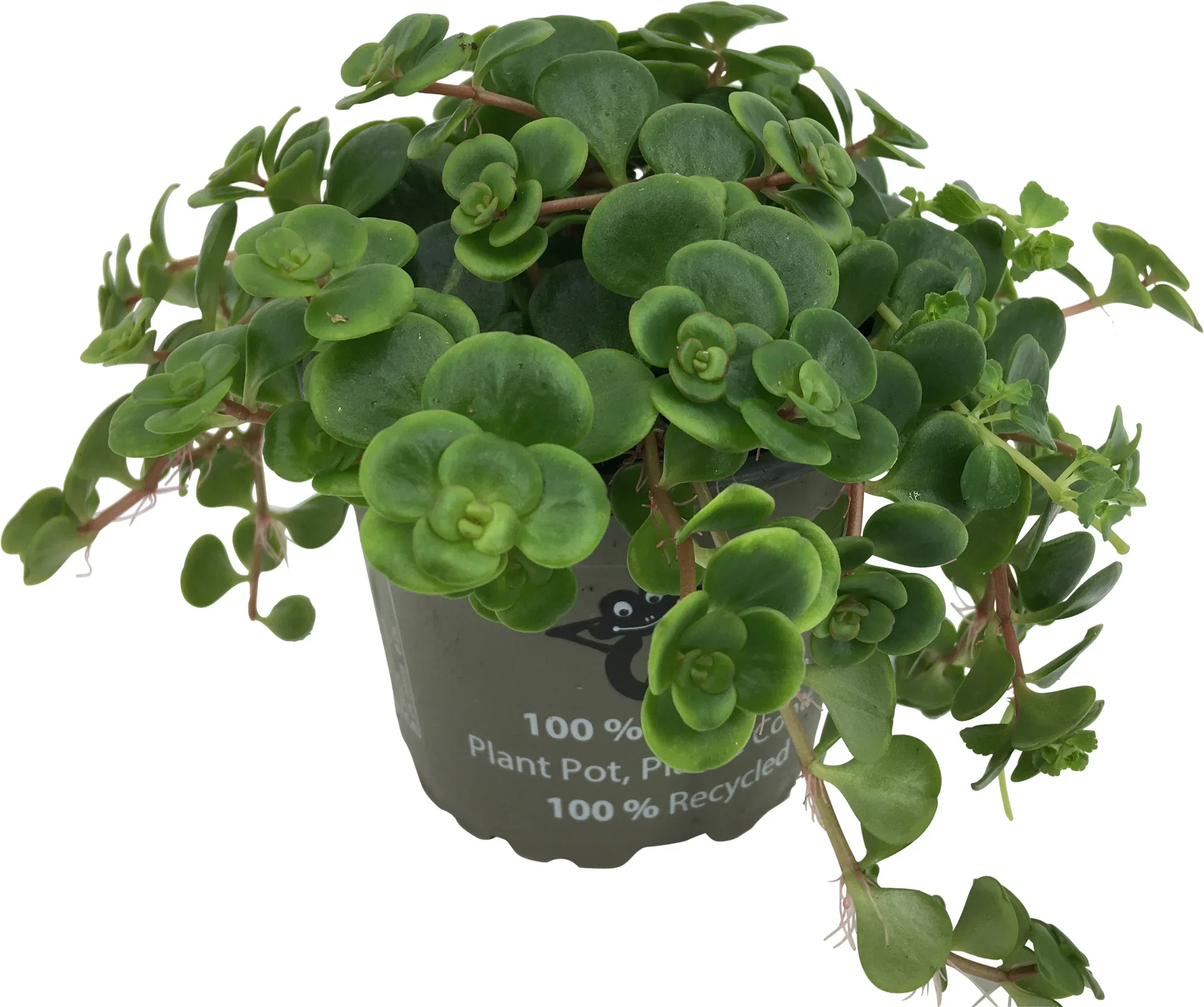 Japansk fetknopp ‘Tornado’