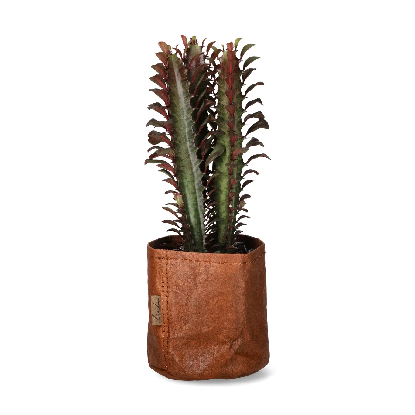 Euphorbia trigona