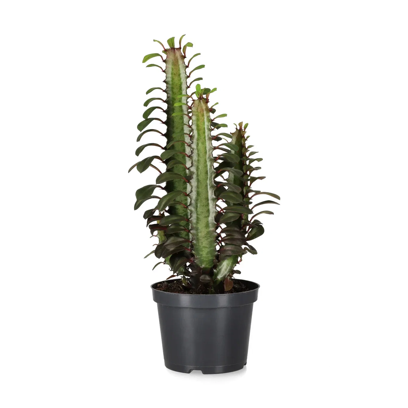 Euphorbia trigona