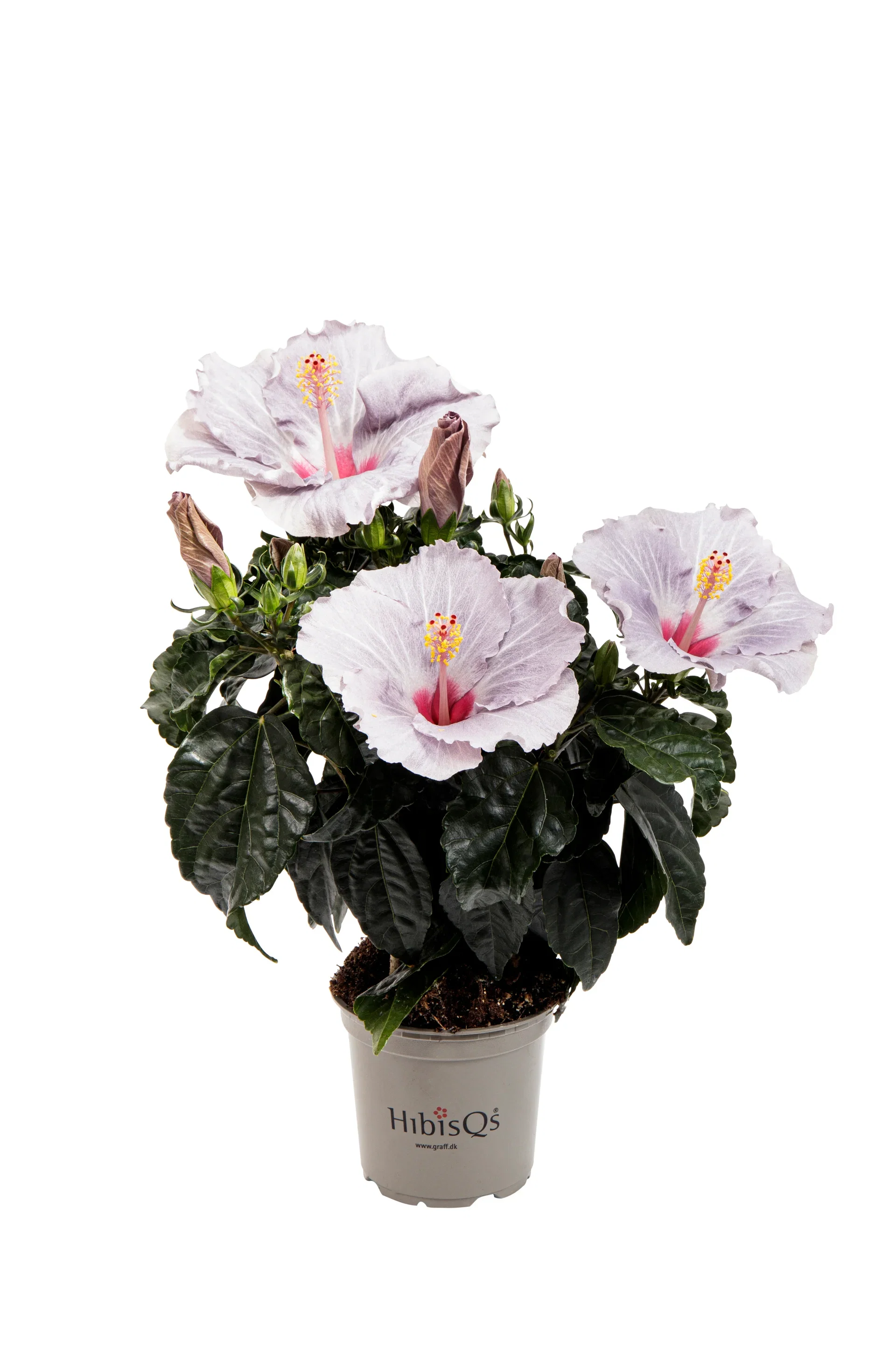 Hibiscus 'Cato' 13 cm