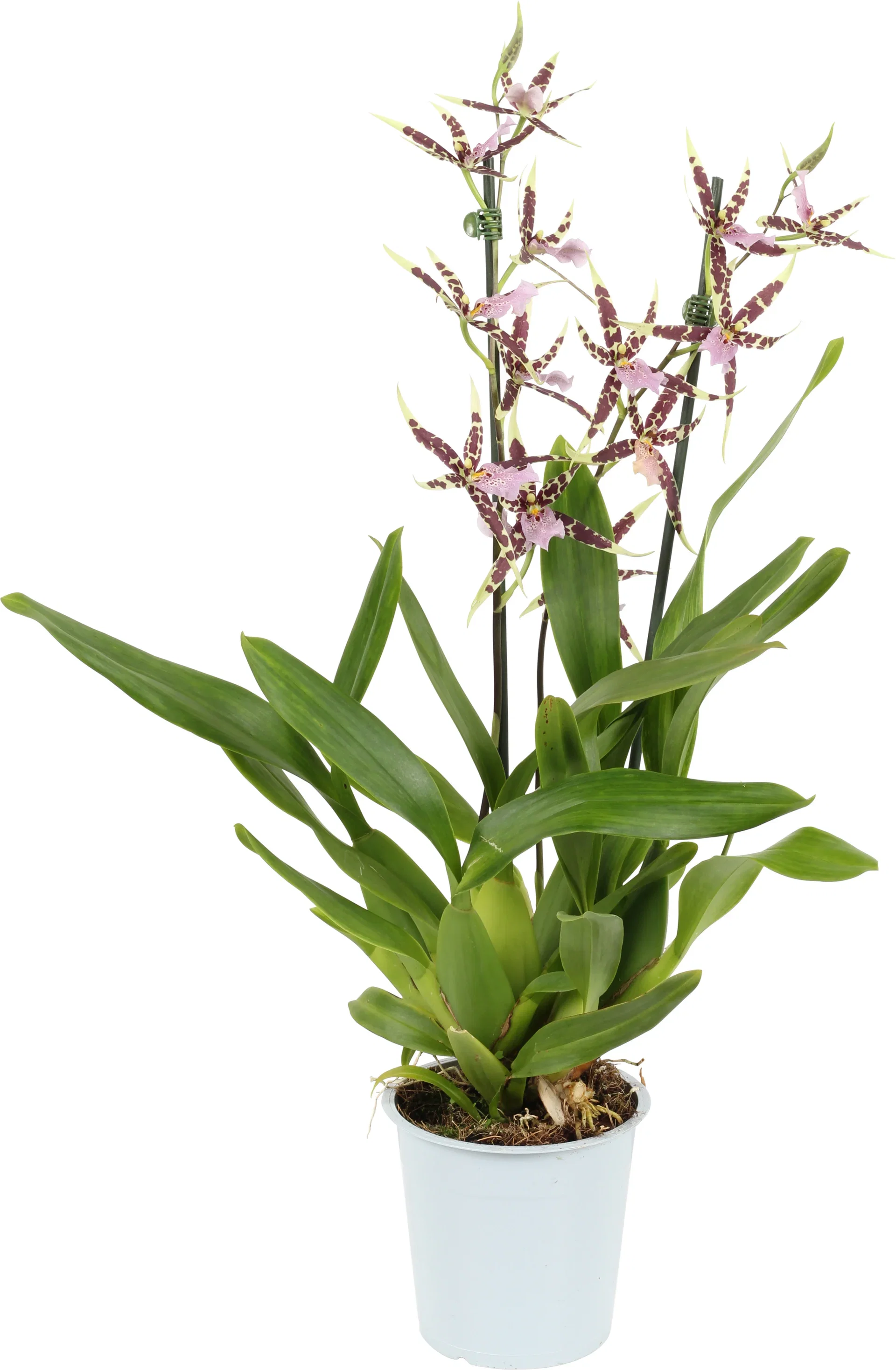 Brassia 2 branche 12 cm