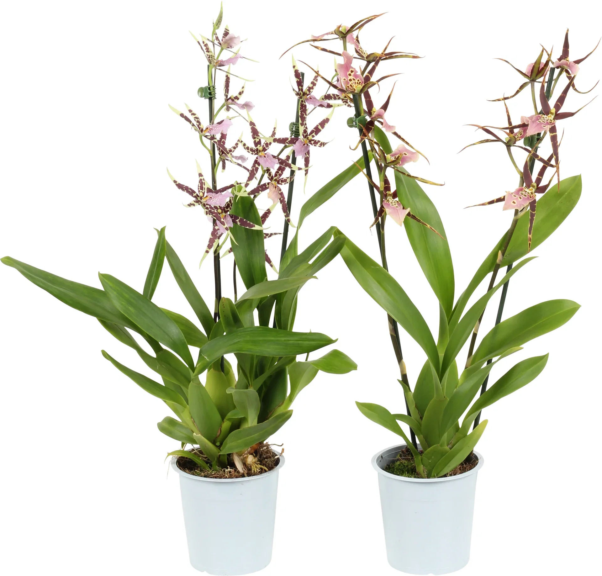 Brassia 2 branche 12 cm