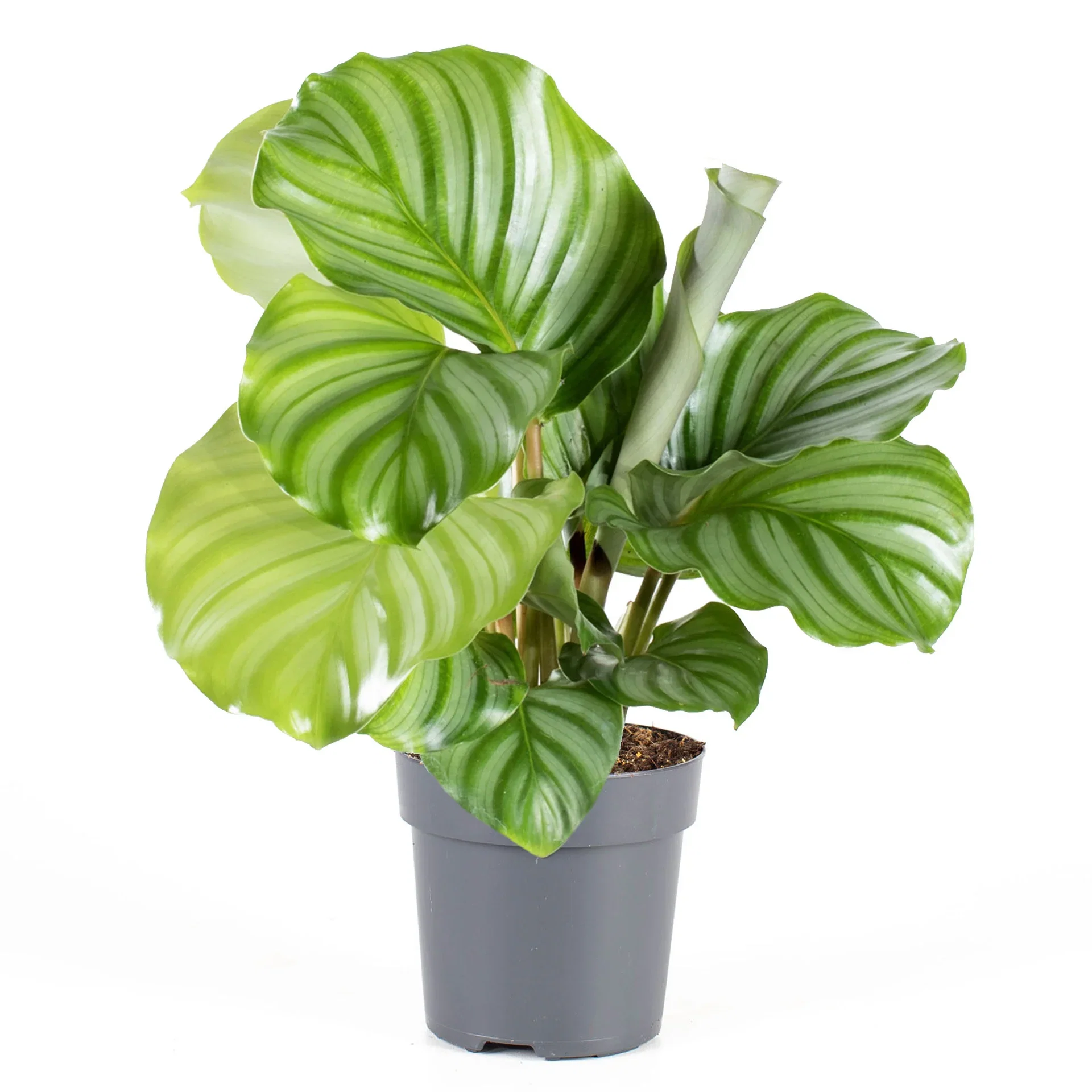 Calathea orbifolia 11 cm
