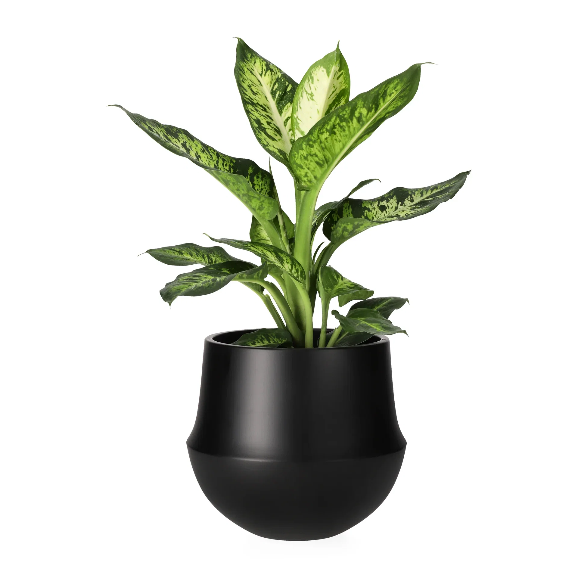 Dieffenbachia 'Sublime' 17 cm