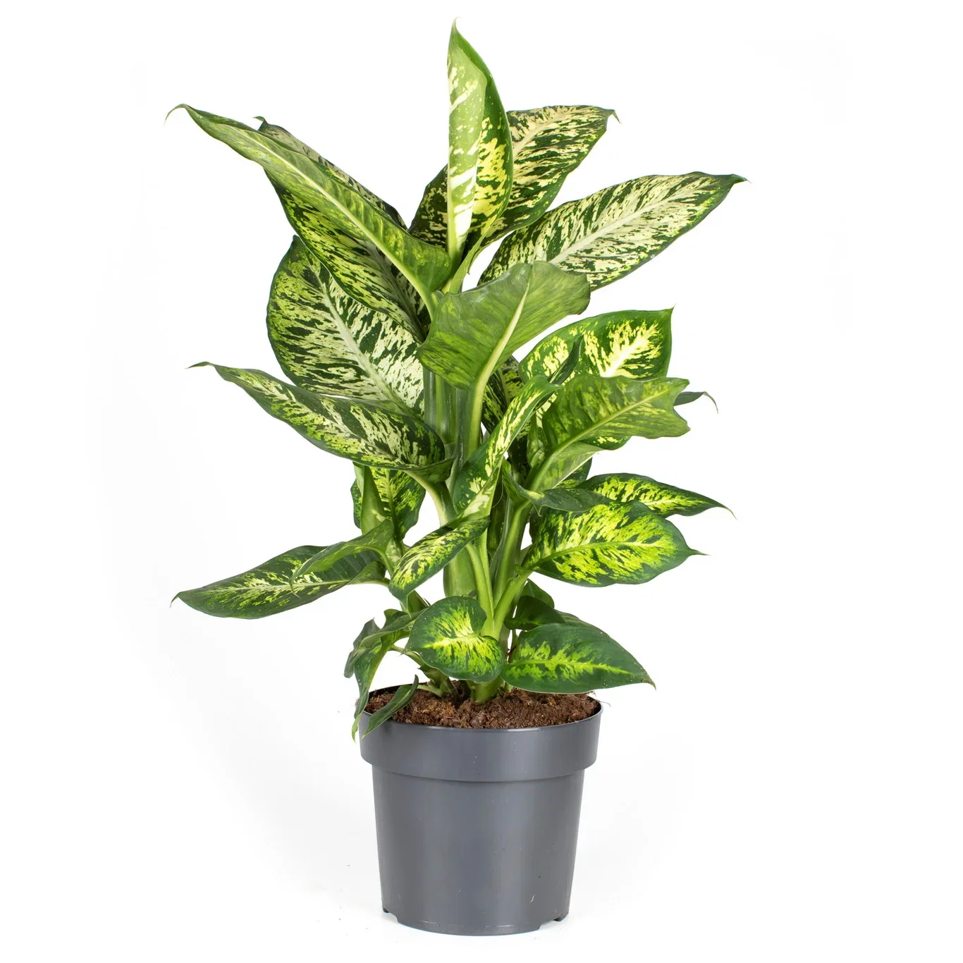 Dieffenbachia 'Sublime' 17 cm