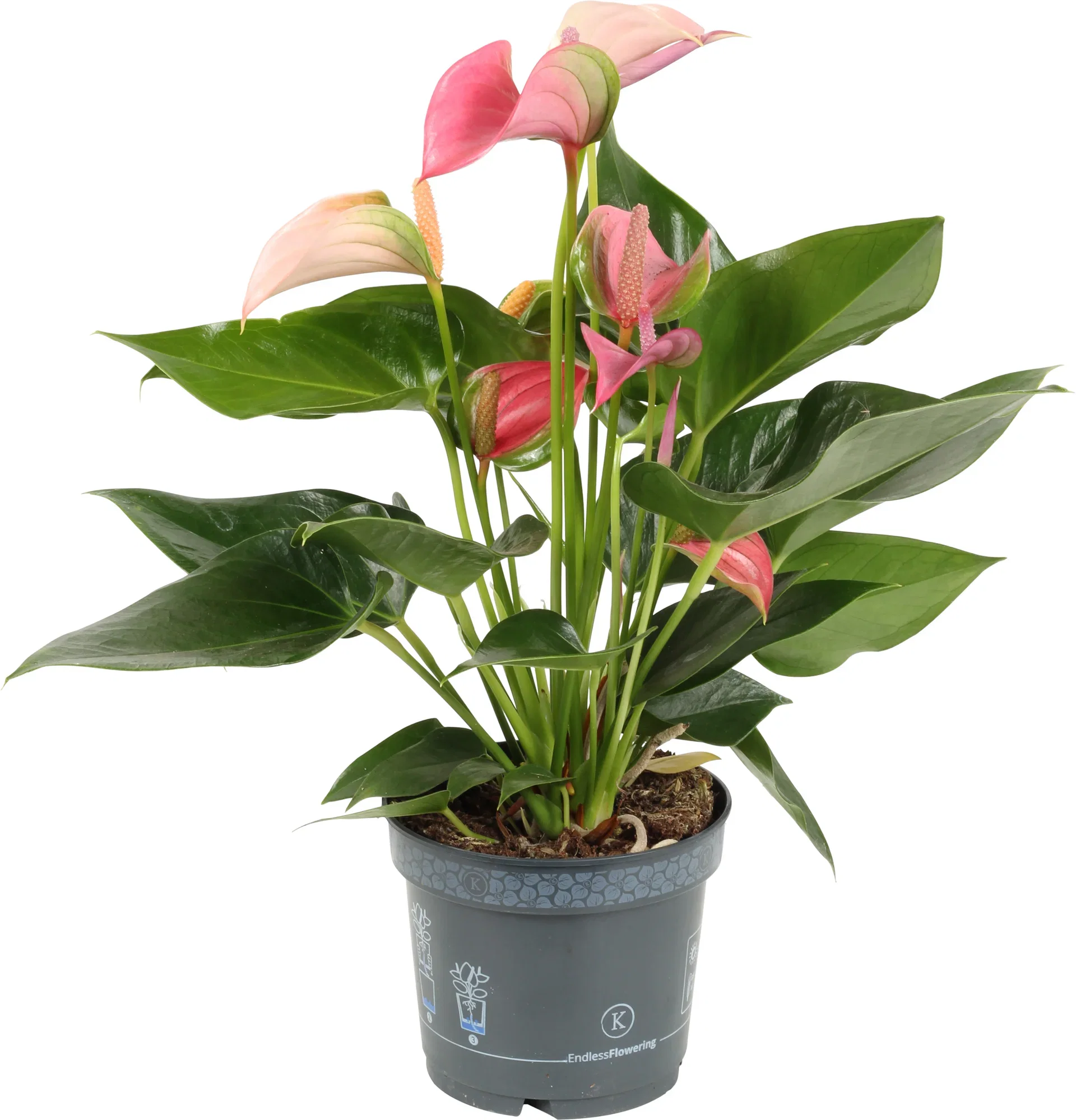 Rosenkalla 'Pink Duo'