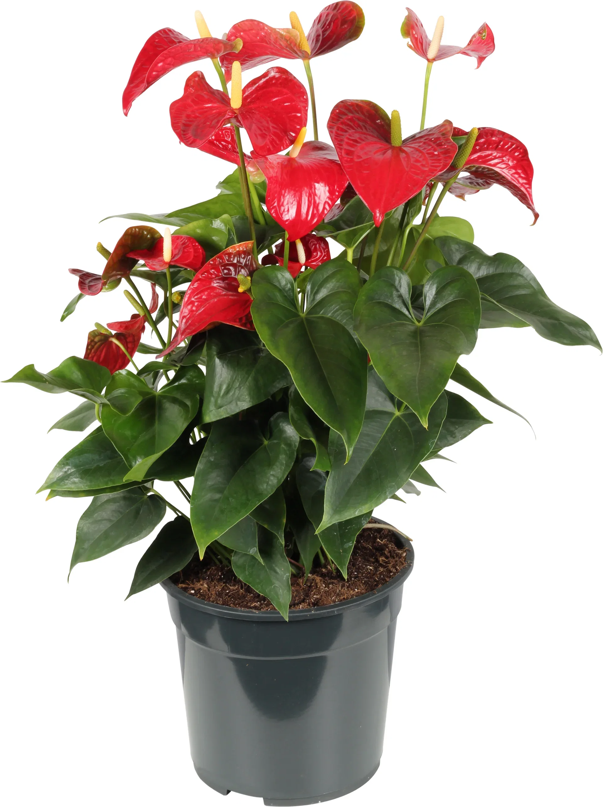 Rosenkalla 'Karma Red'