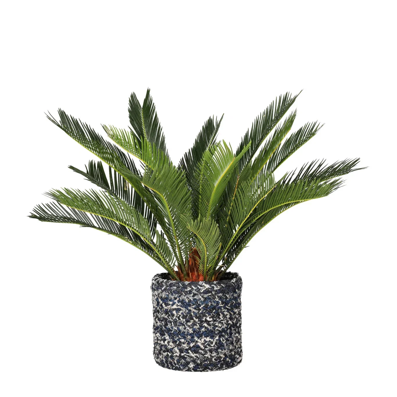 Japansk kottepalm