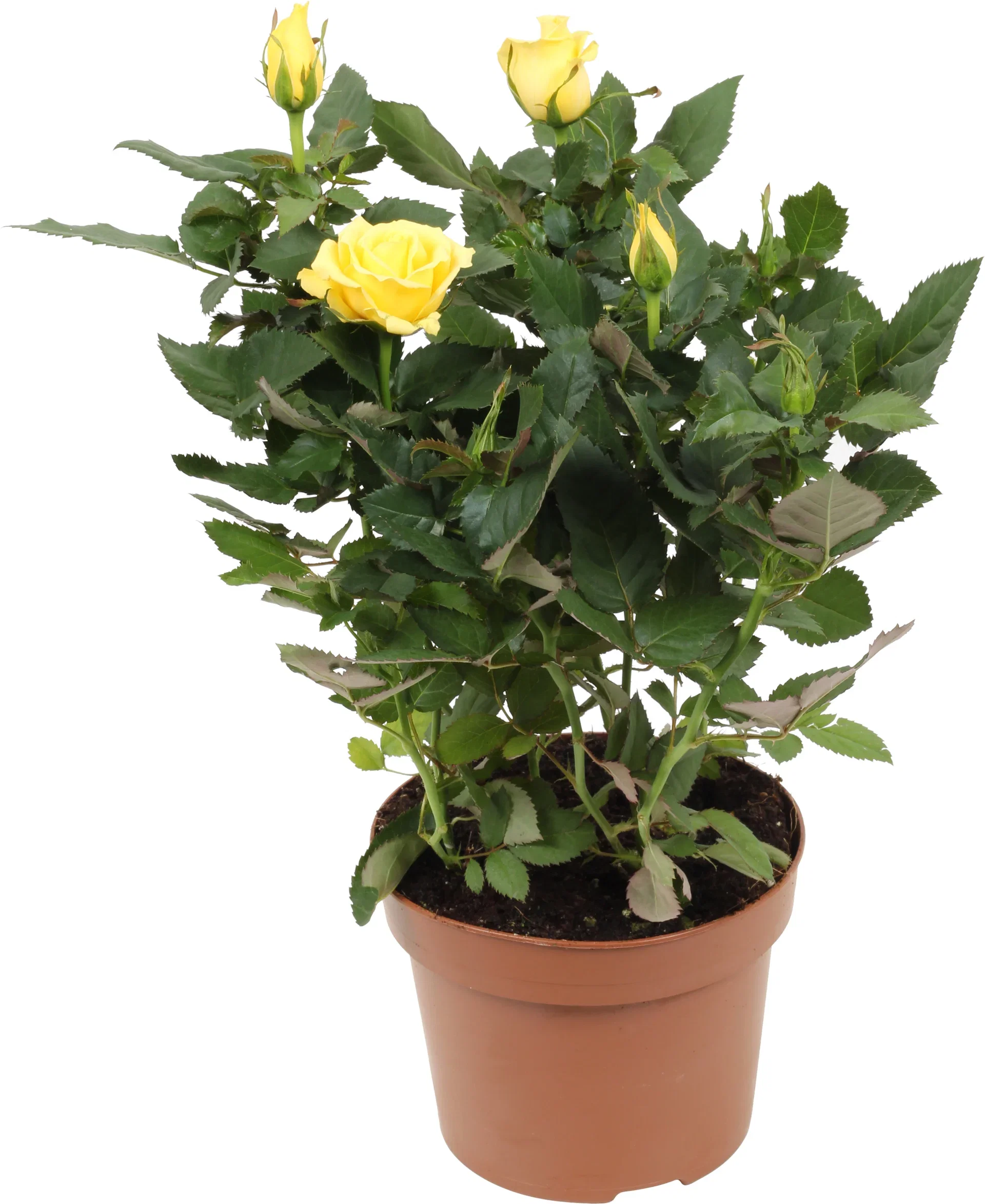 Rosa Forever Yellow 12 cm