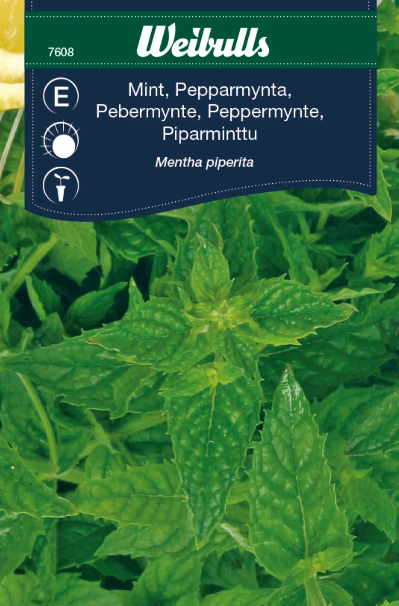 Mentha x piperita