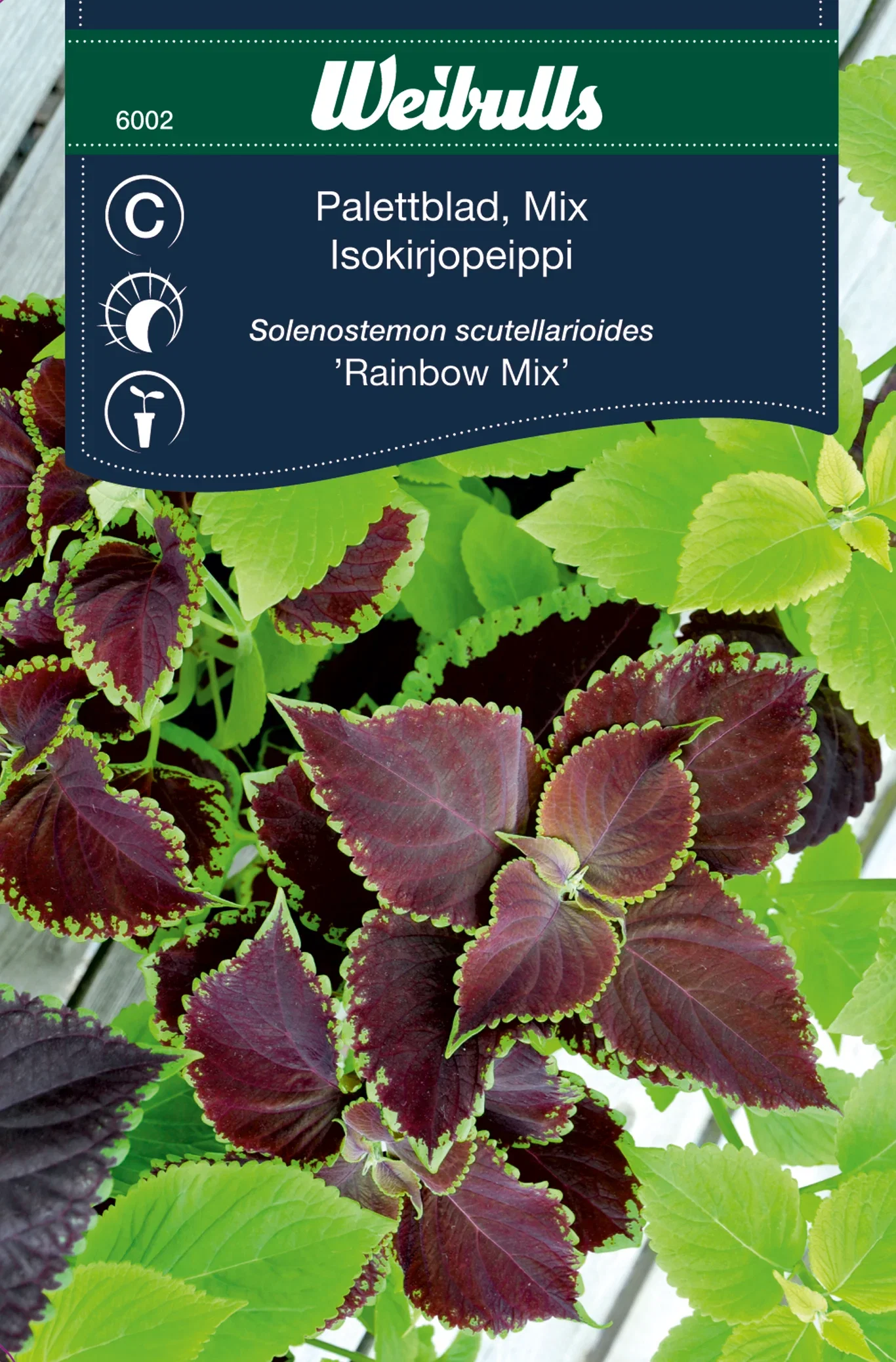 Palettblad 'Rainbow mix'