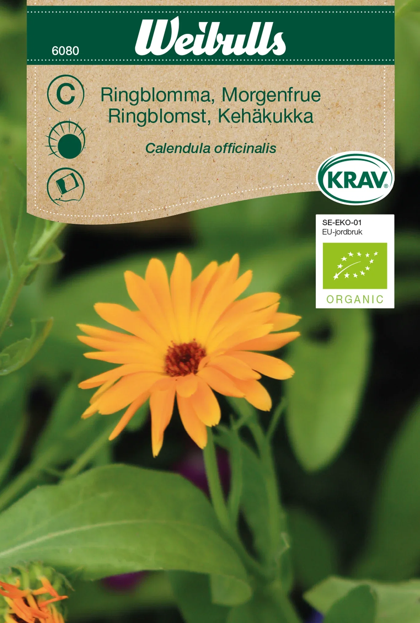 Calendula officinalis