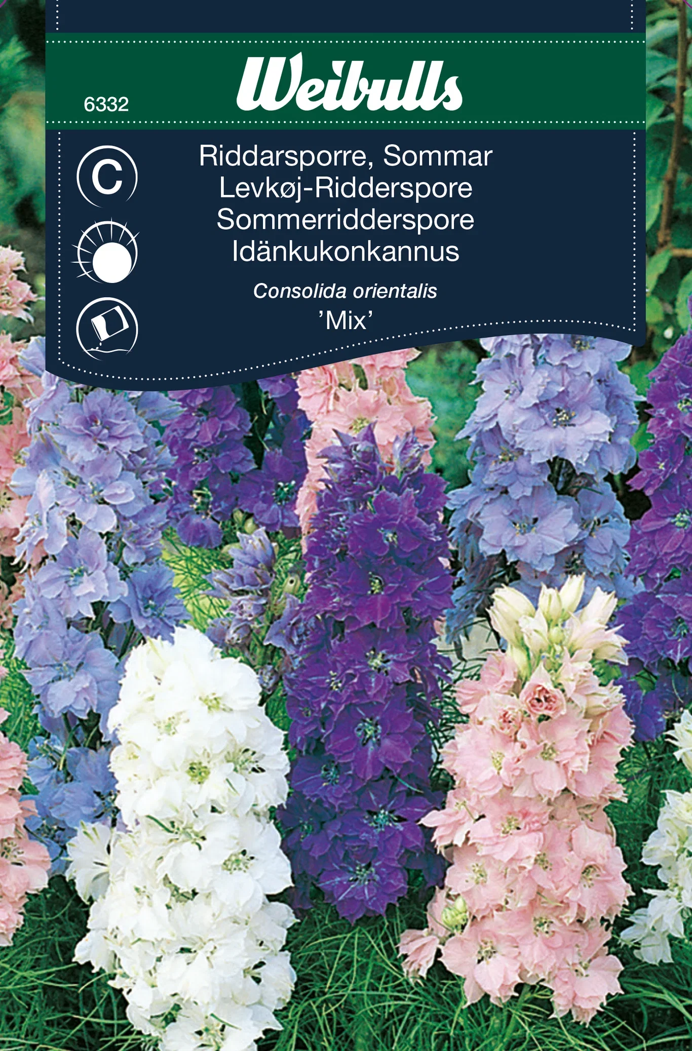 Consolida orientalis