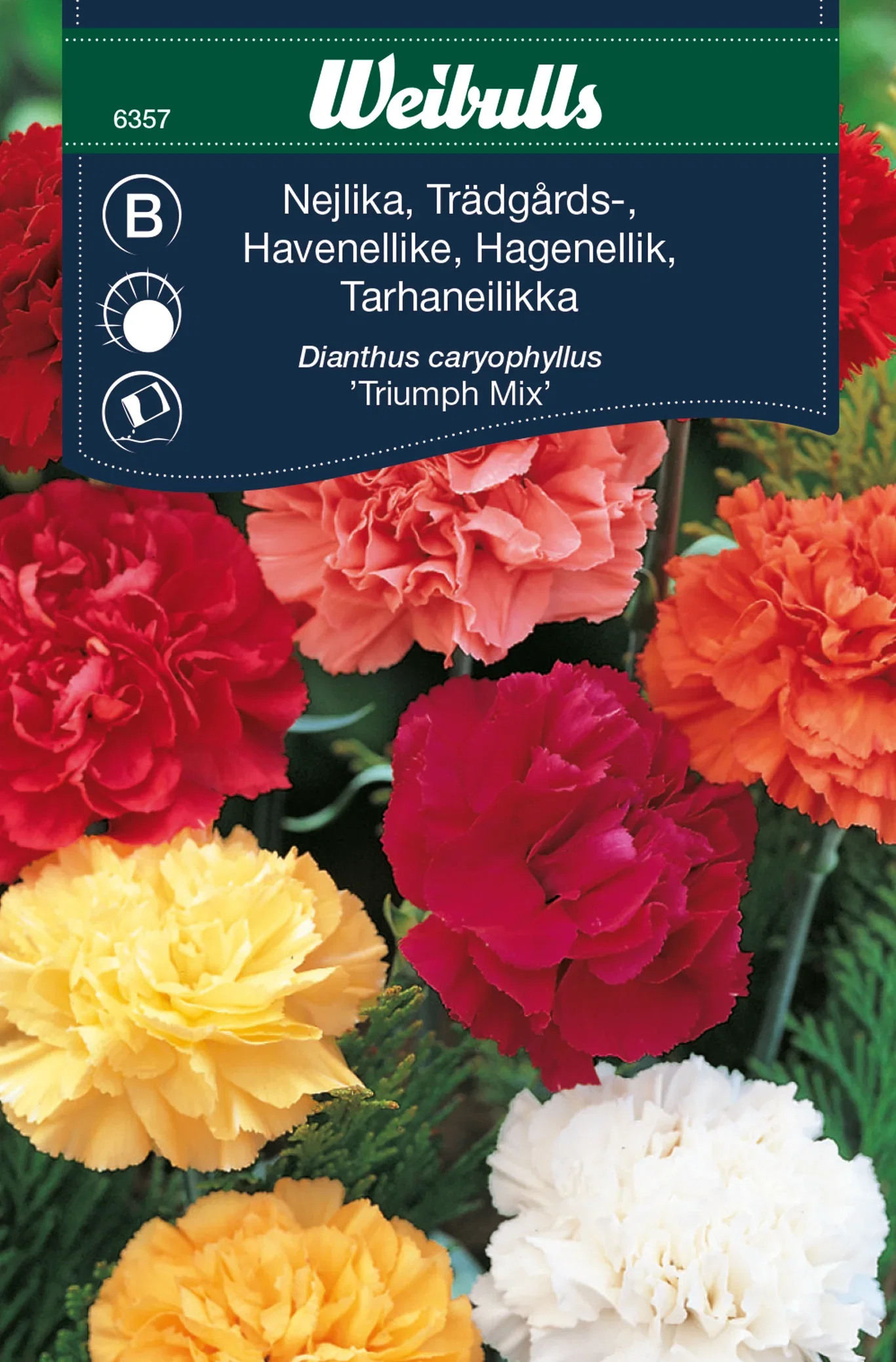 Dianthus caryophyllus