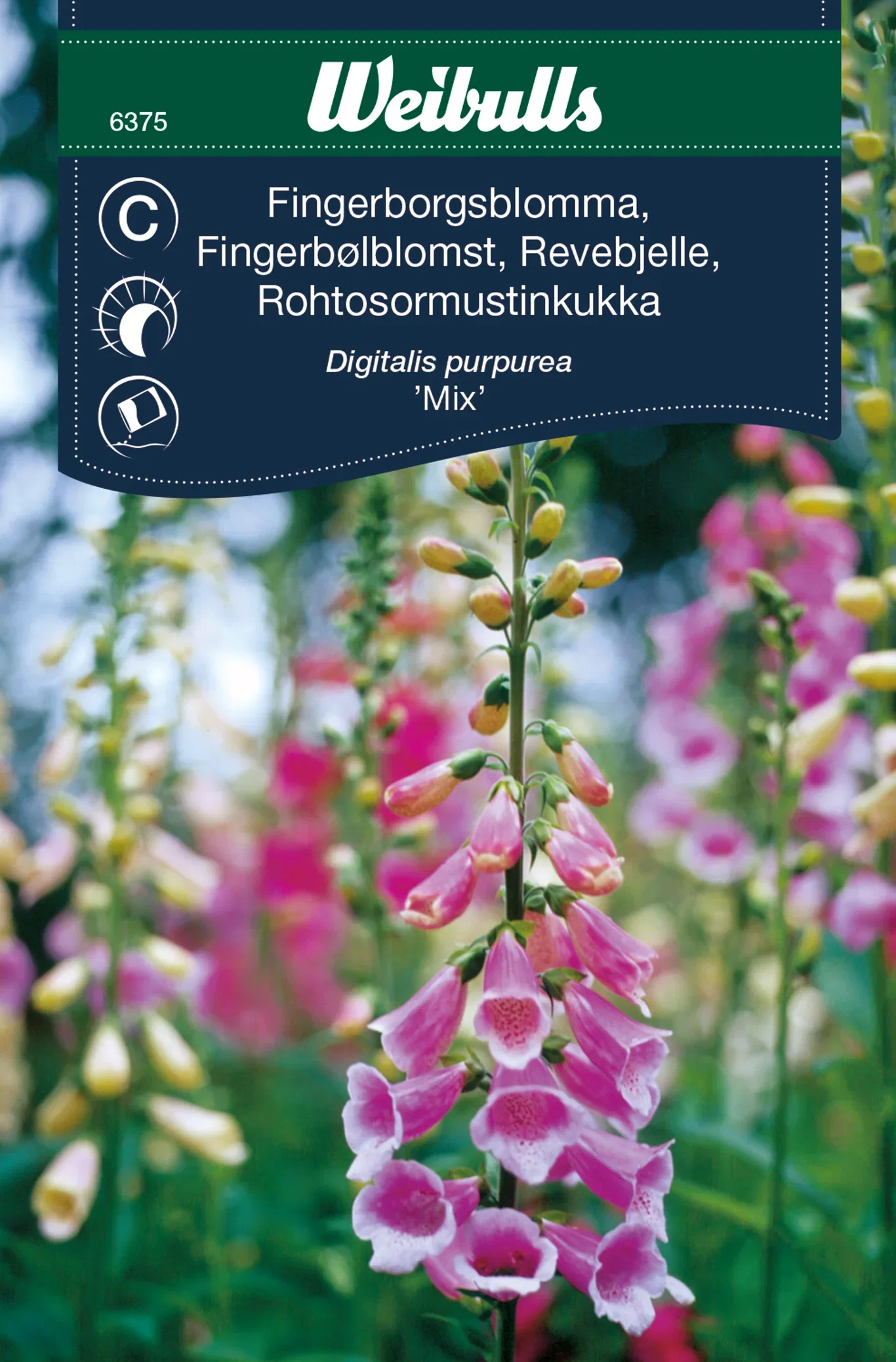 Digitalis purpurea
