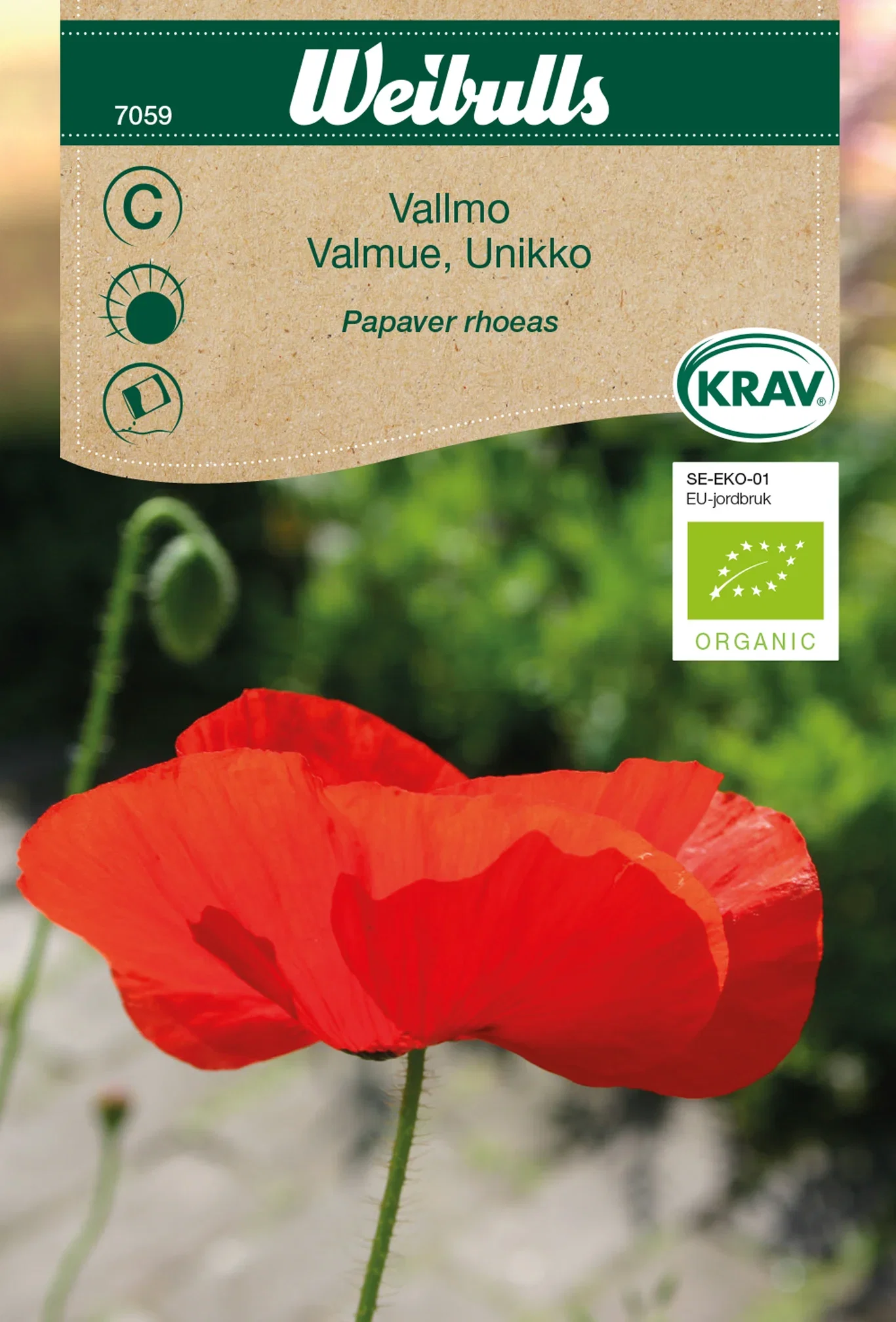 Papaver rhoeas