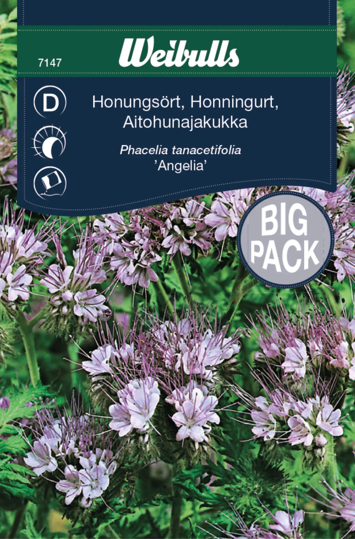 Phacelia tanacetifolia