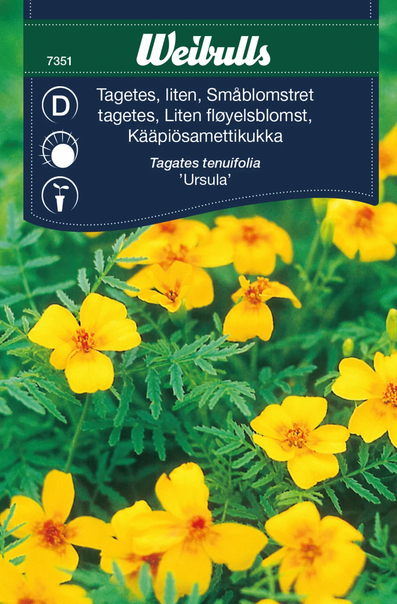 Tagetes tenuifolia