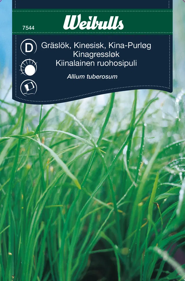 Kinesisk gräslök