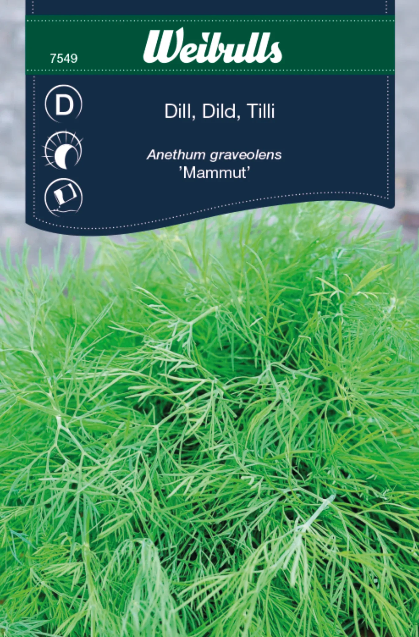 Dill 'Mammut'