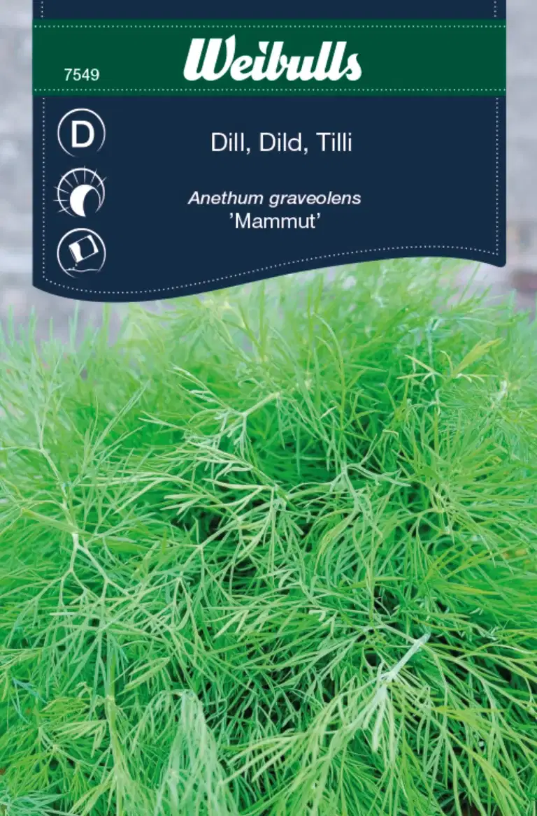 Dill 'Mammut'