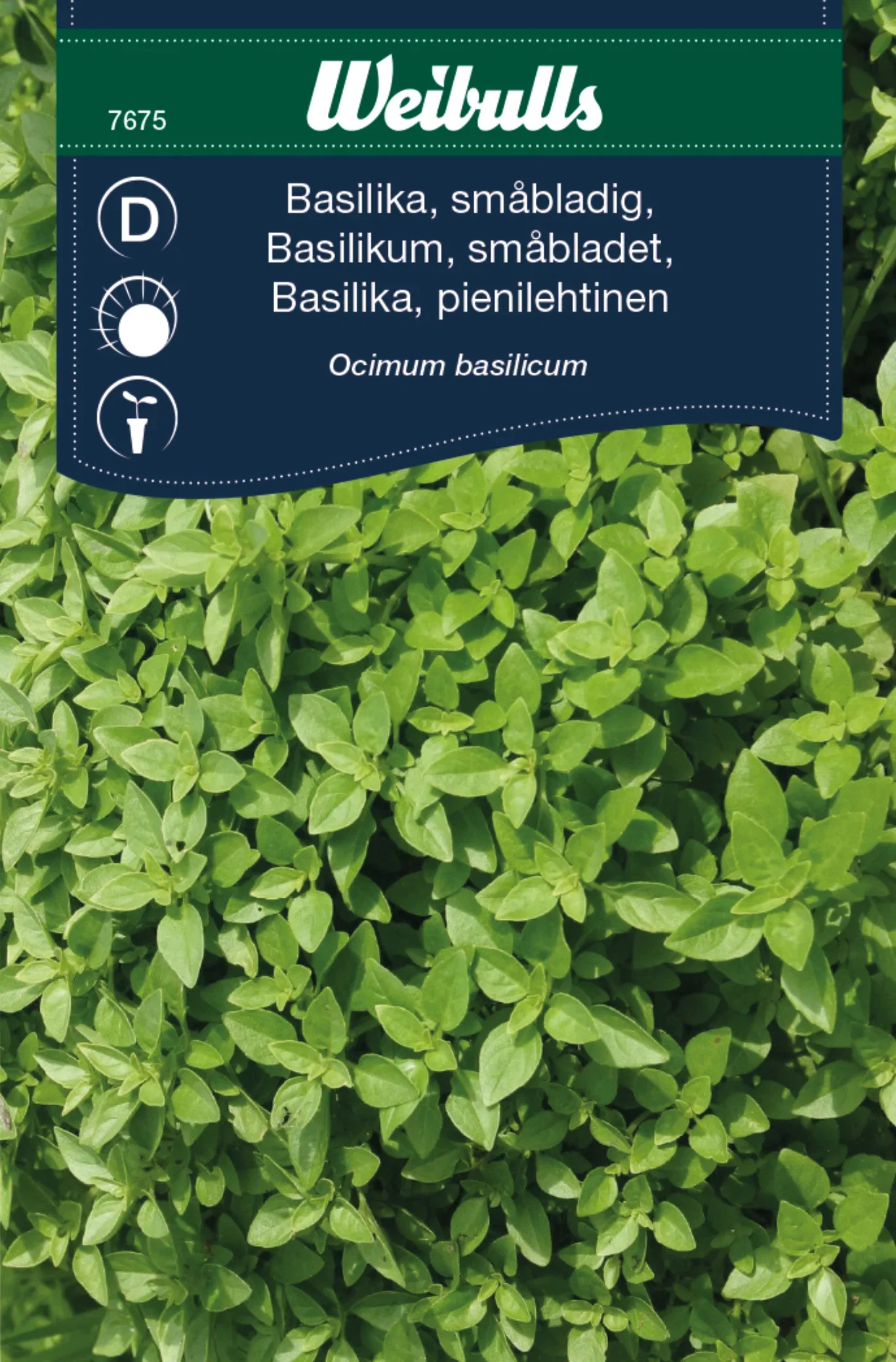 Ocimum basilicum