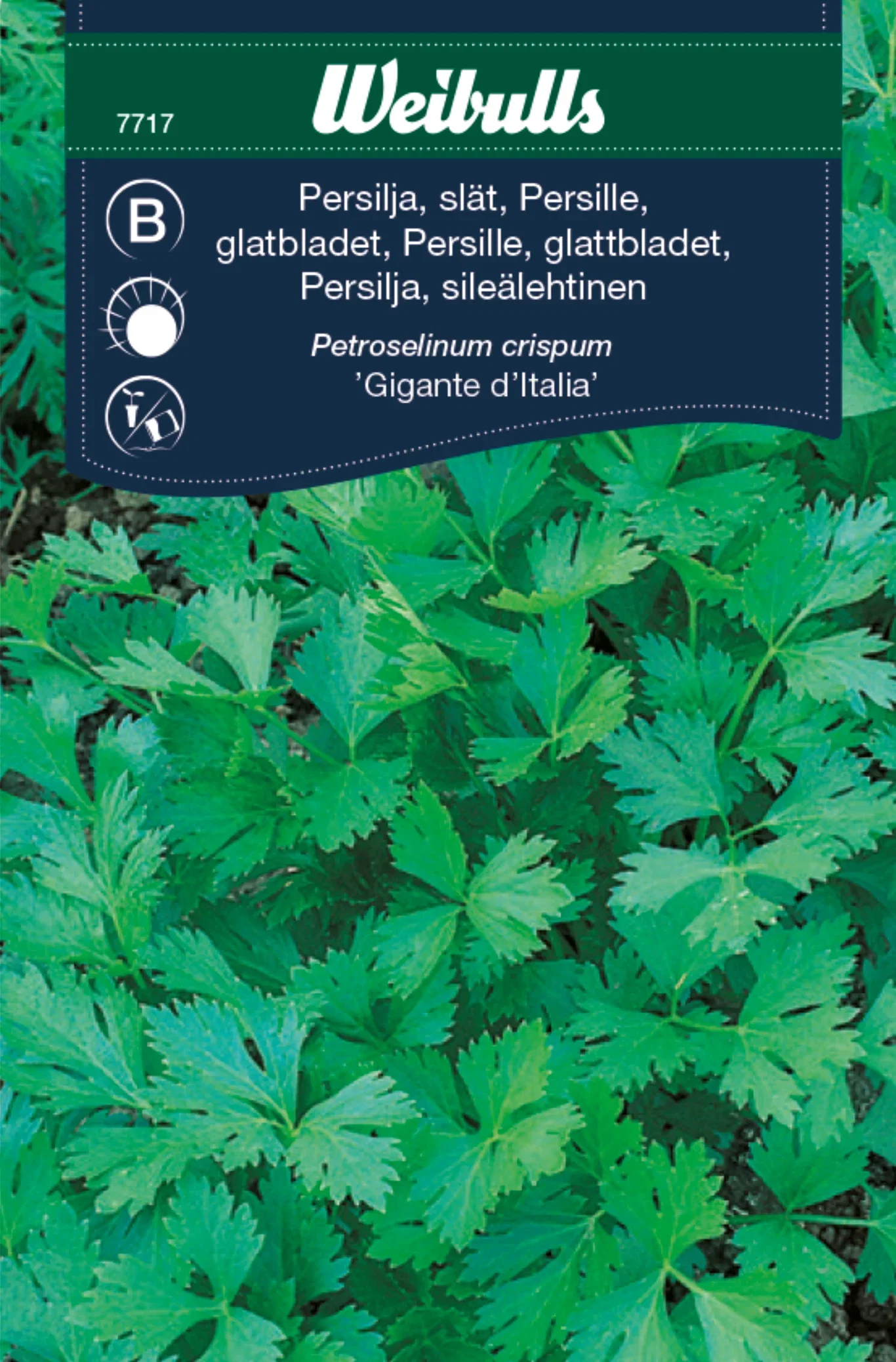 Slätbladig persilja 'Gigante d'Italia'