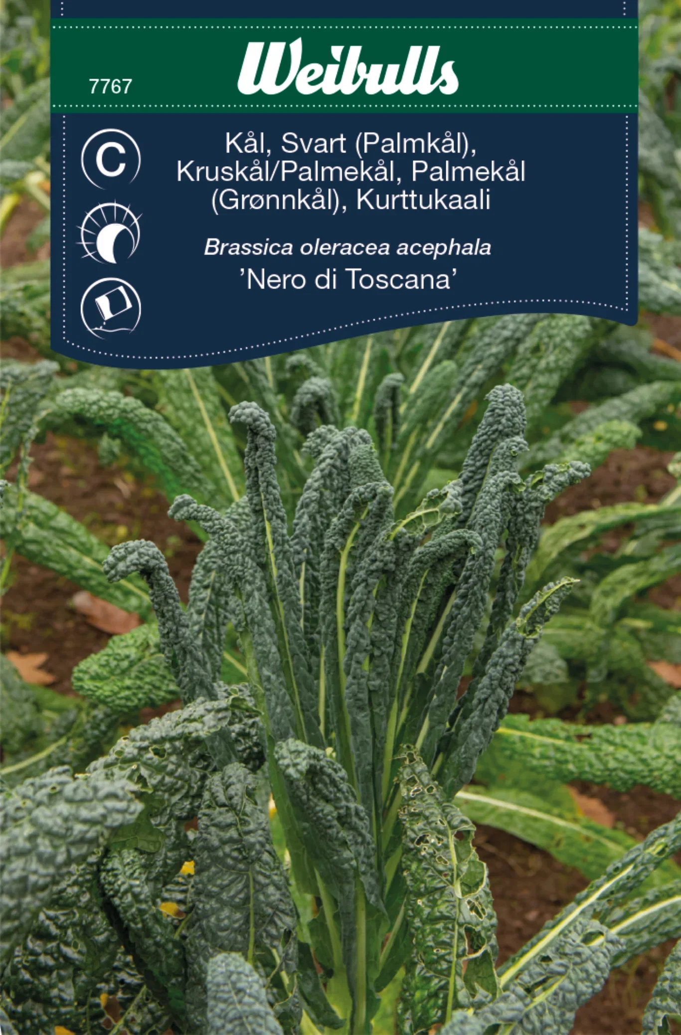 Svartkål 'Nero di Toscana'