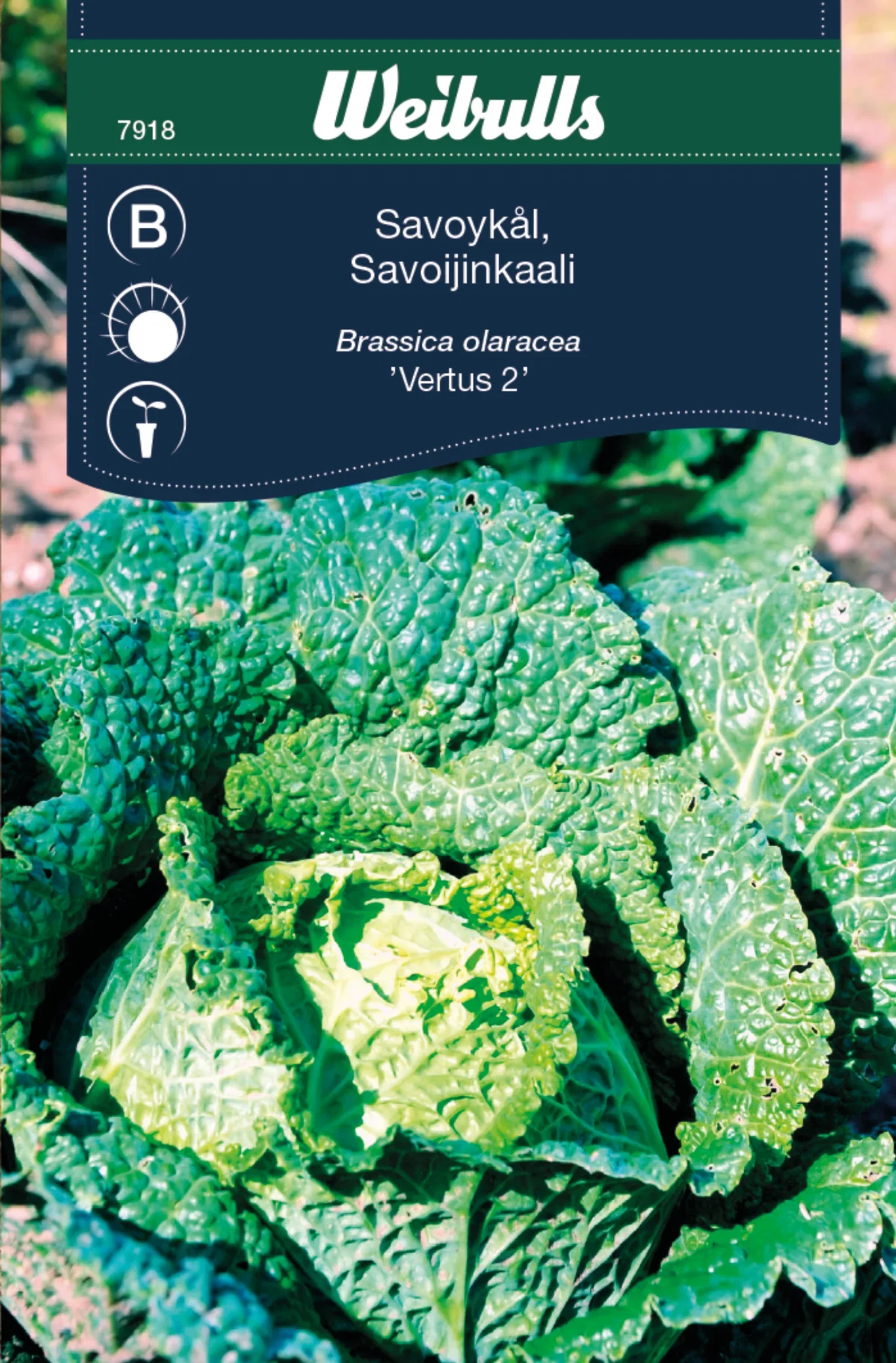 Savoykål 'Vertus 2'