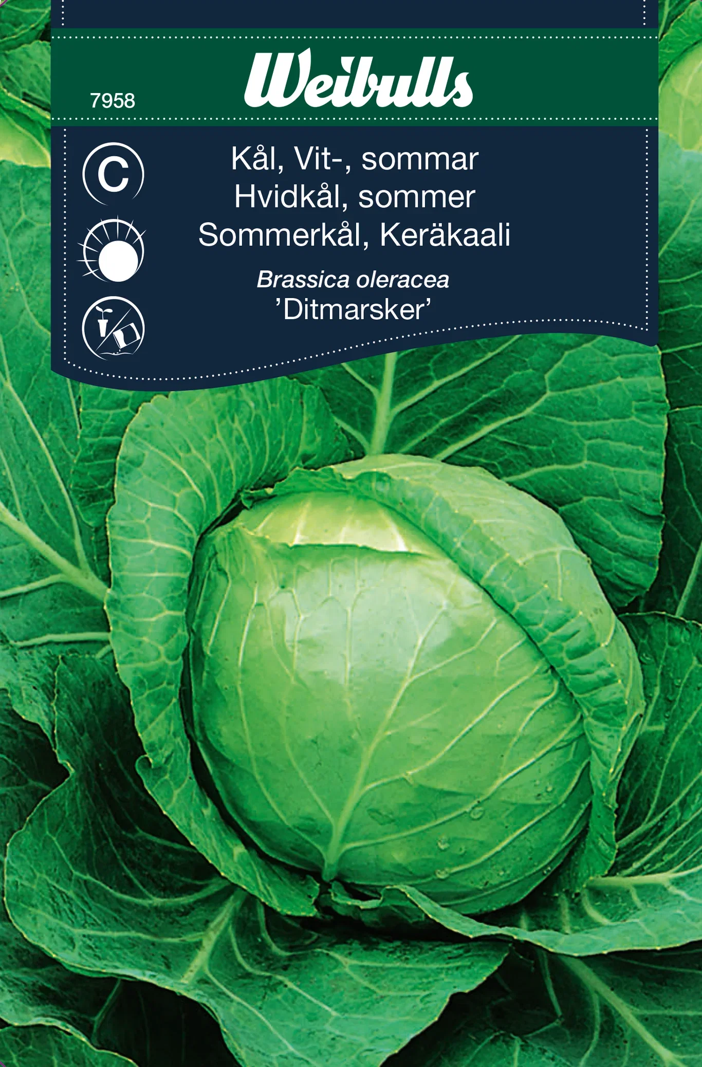 Vitkål 'Ditmarsker'