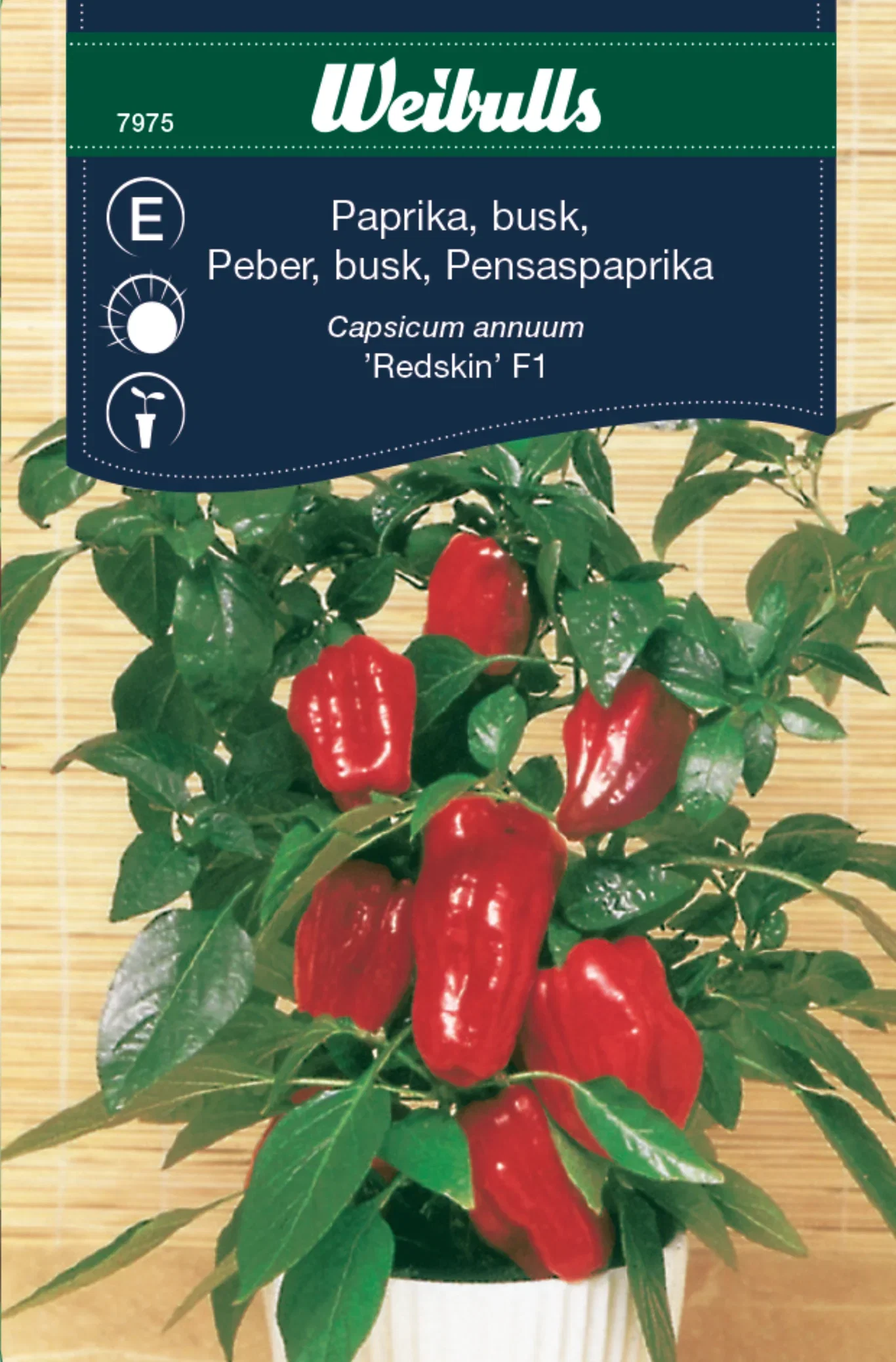 Paprika 'Redskin' F1