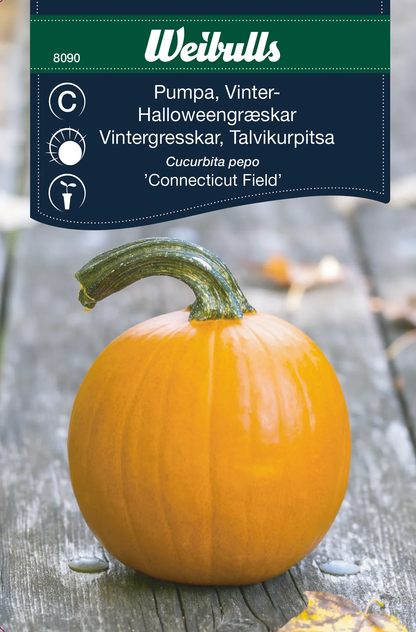 Pumpa 'Connecticut Field'