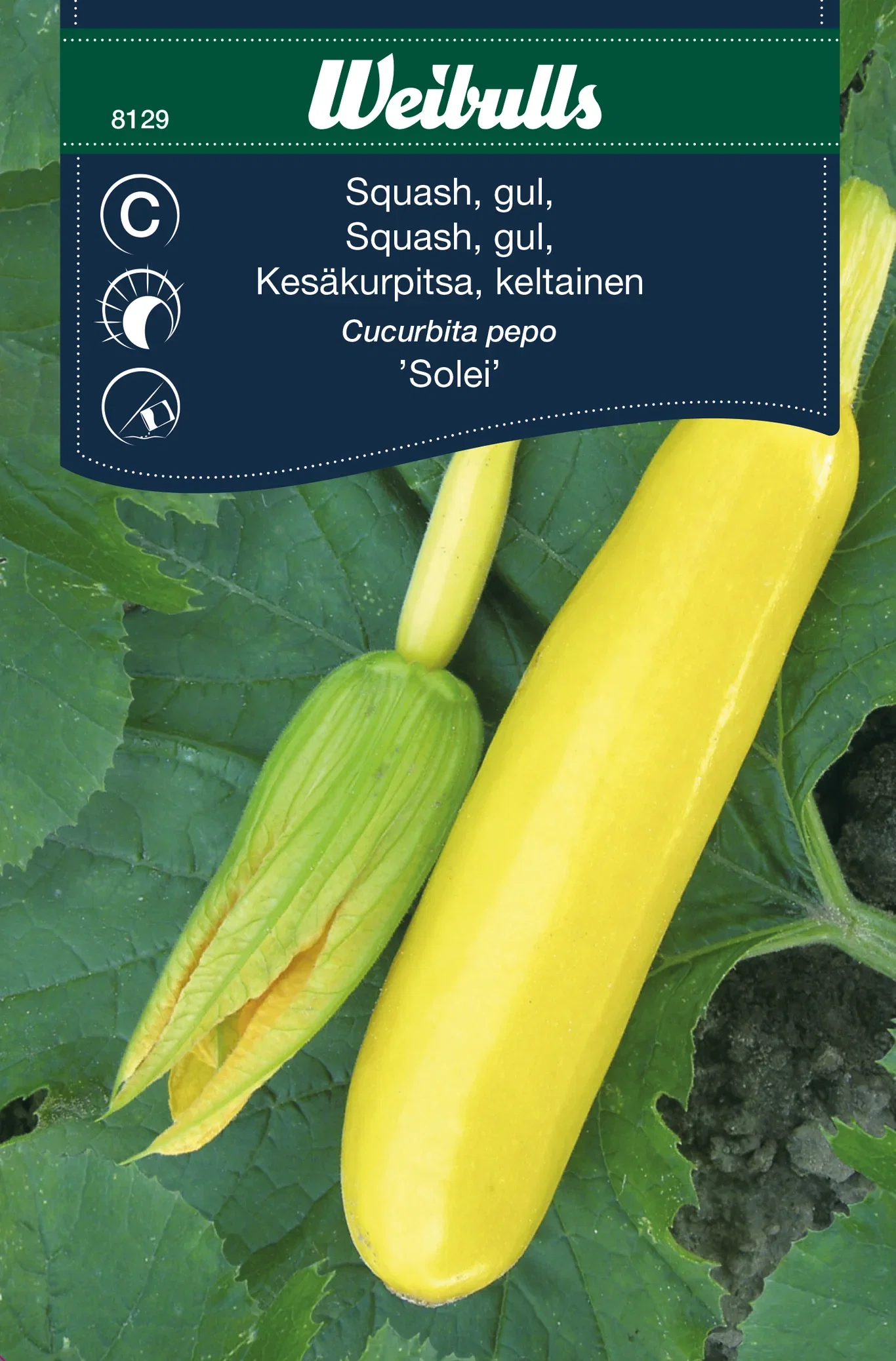 Squash 'Solei'
