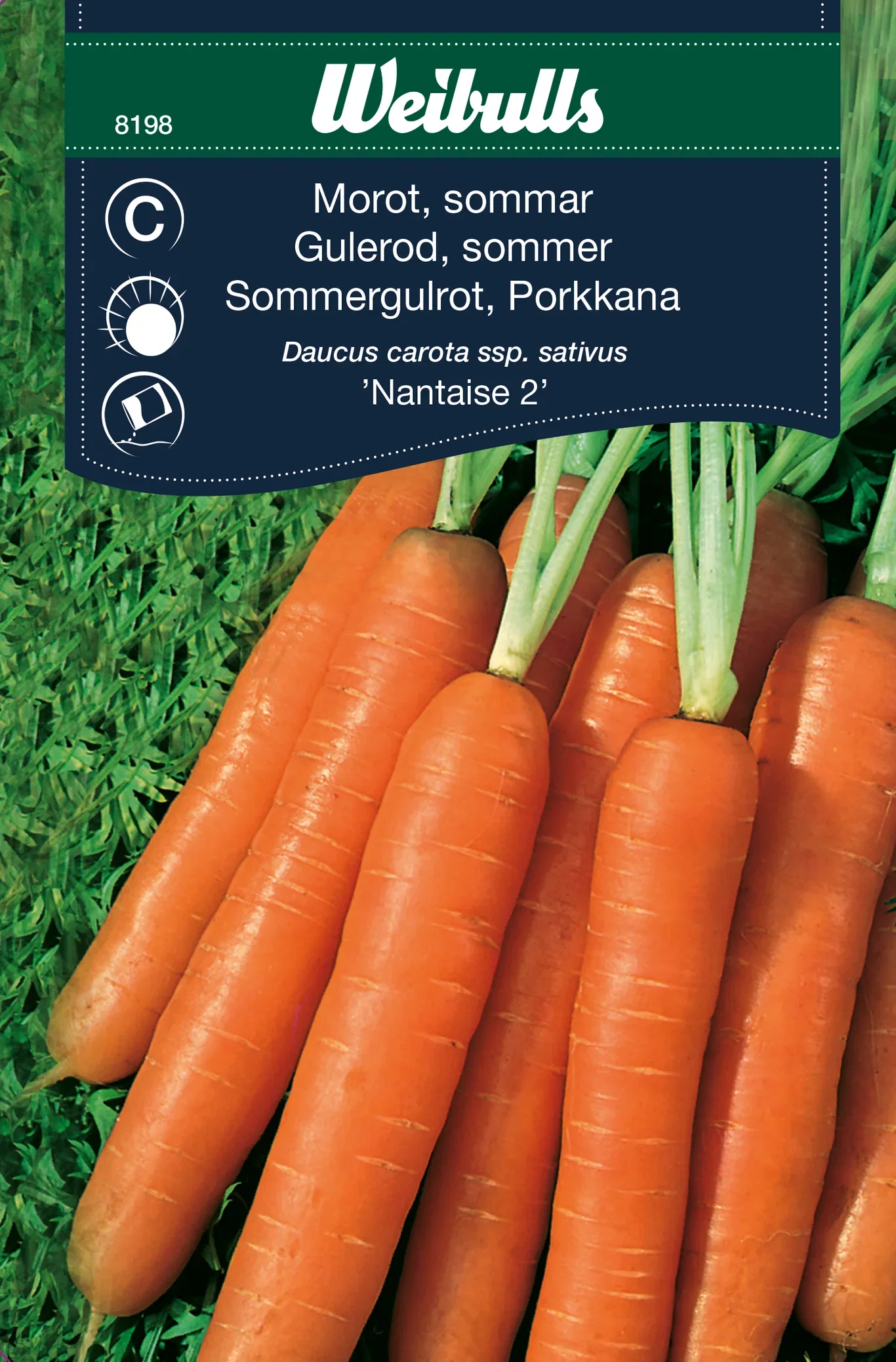 Daucus carota ssp. sativus