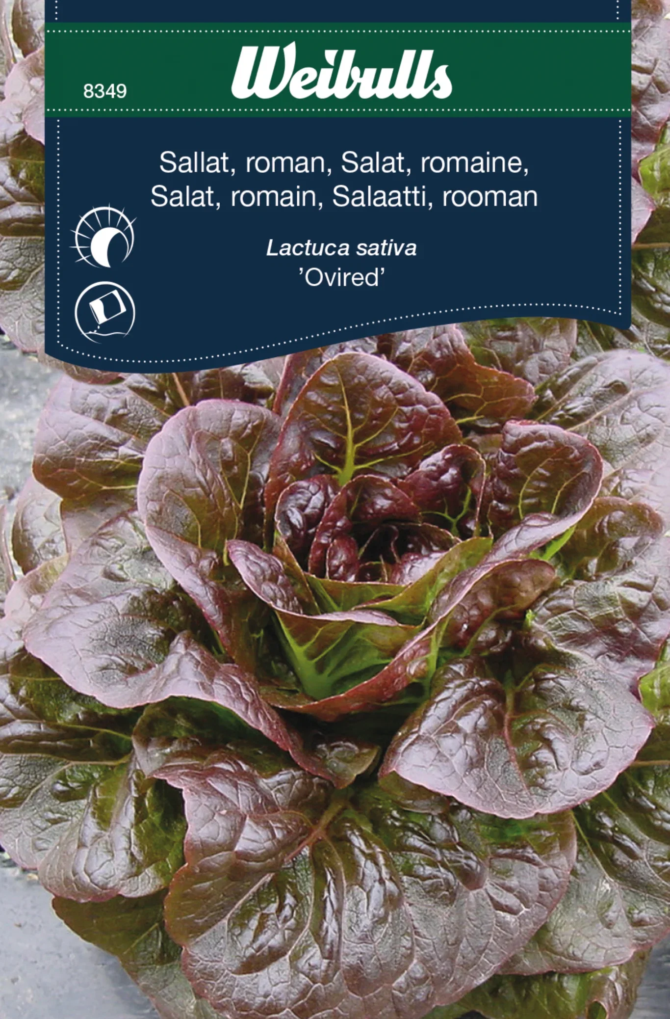 Romansallat 'Ovired'