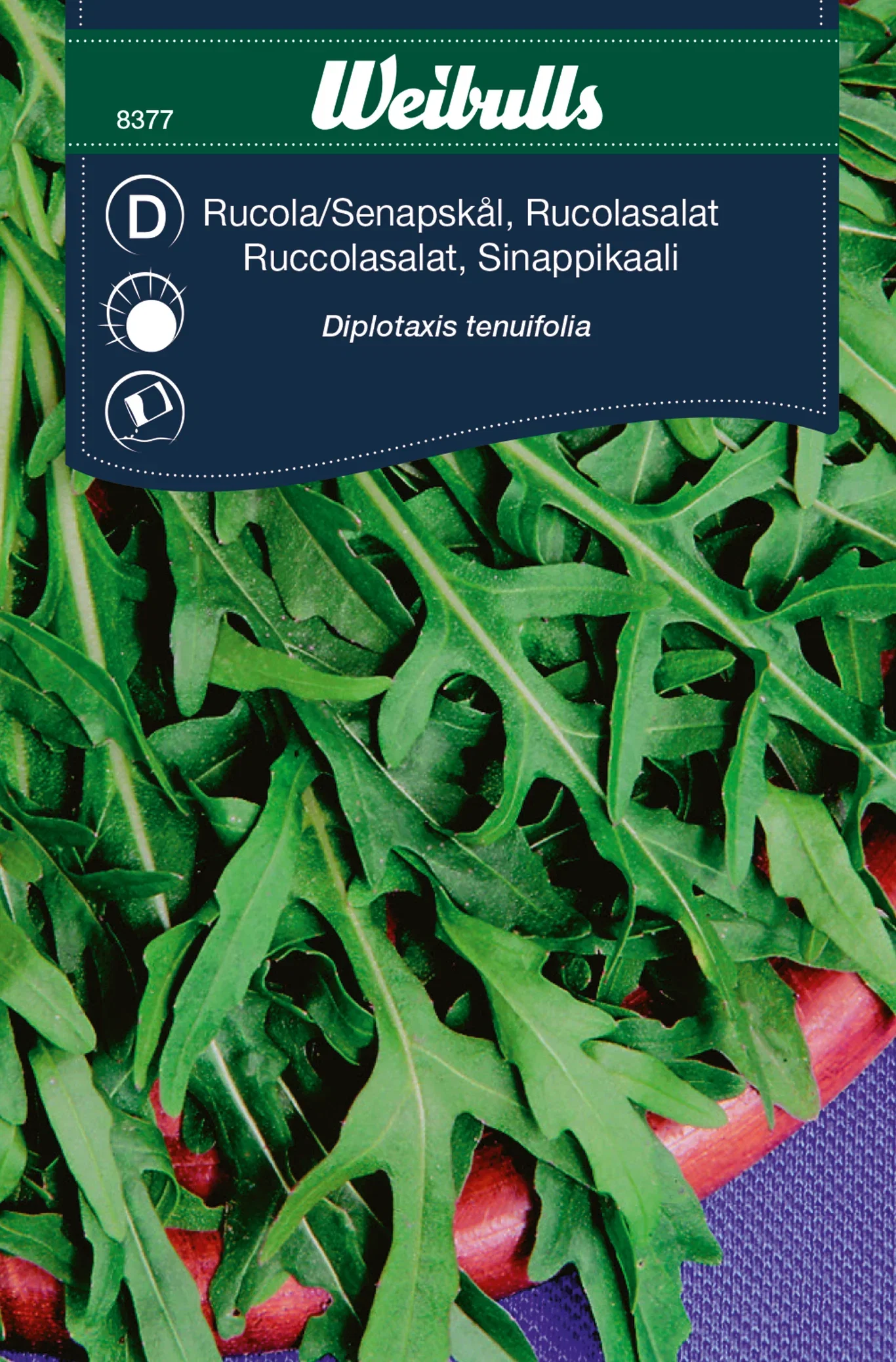 Ruccola