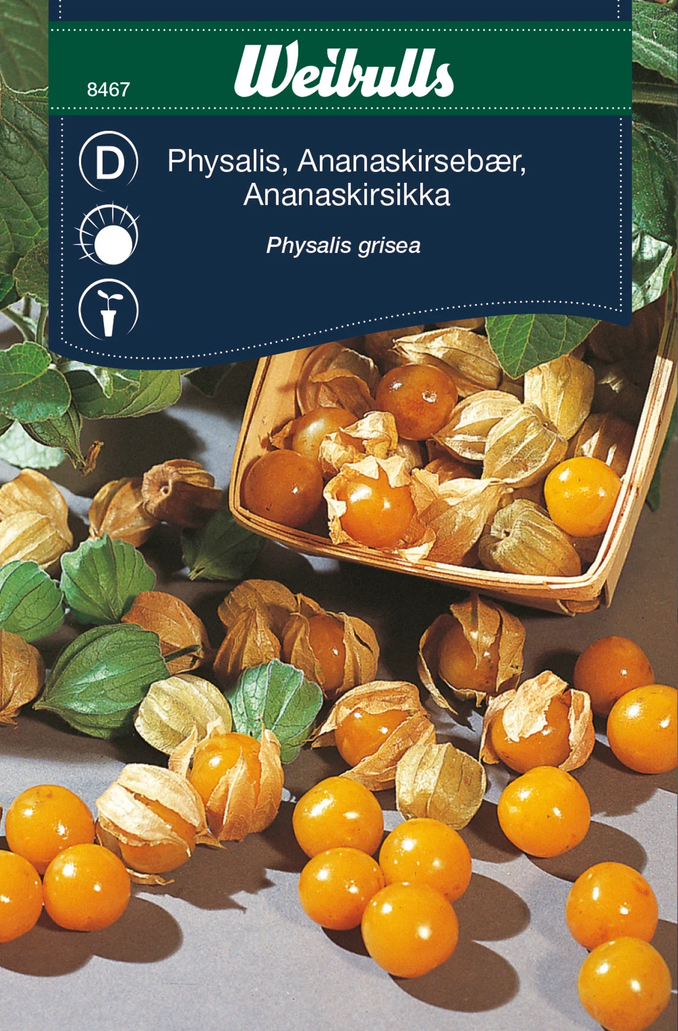 Physalis