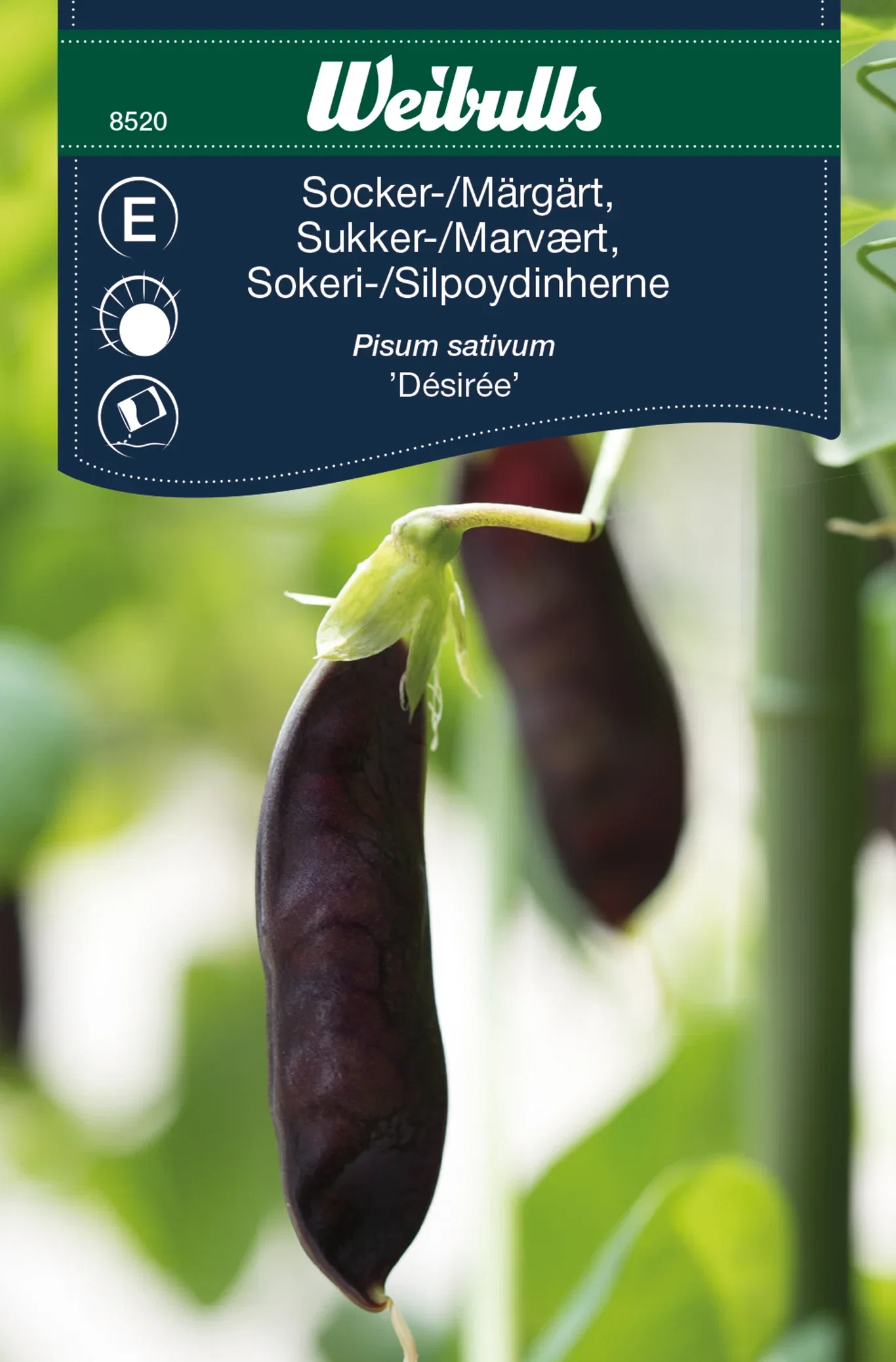 Sockerärt 'Desirée'